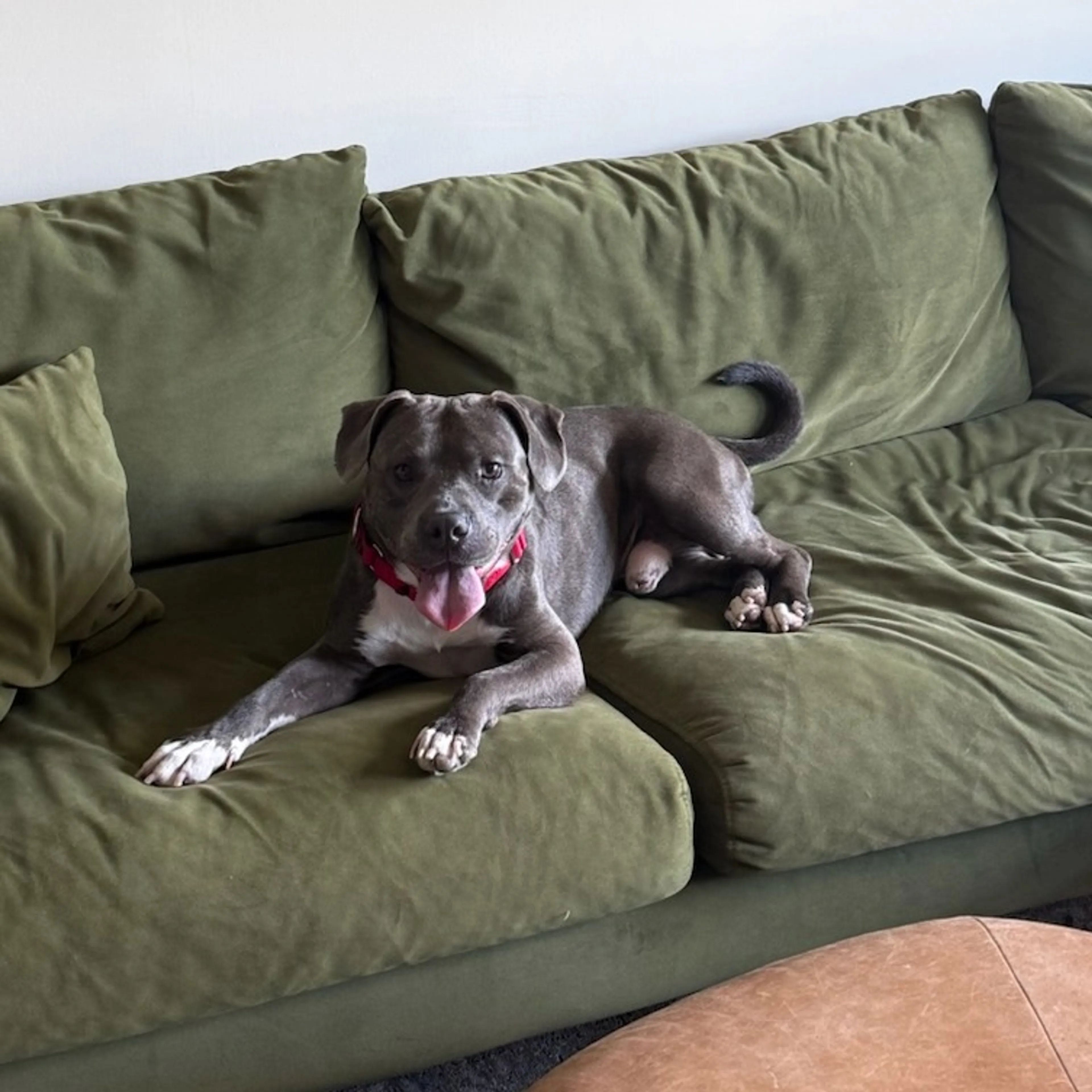 Found pet-19