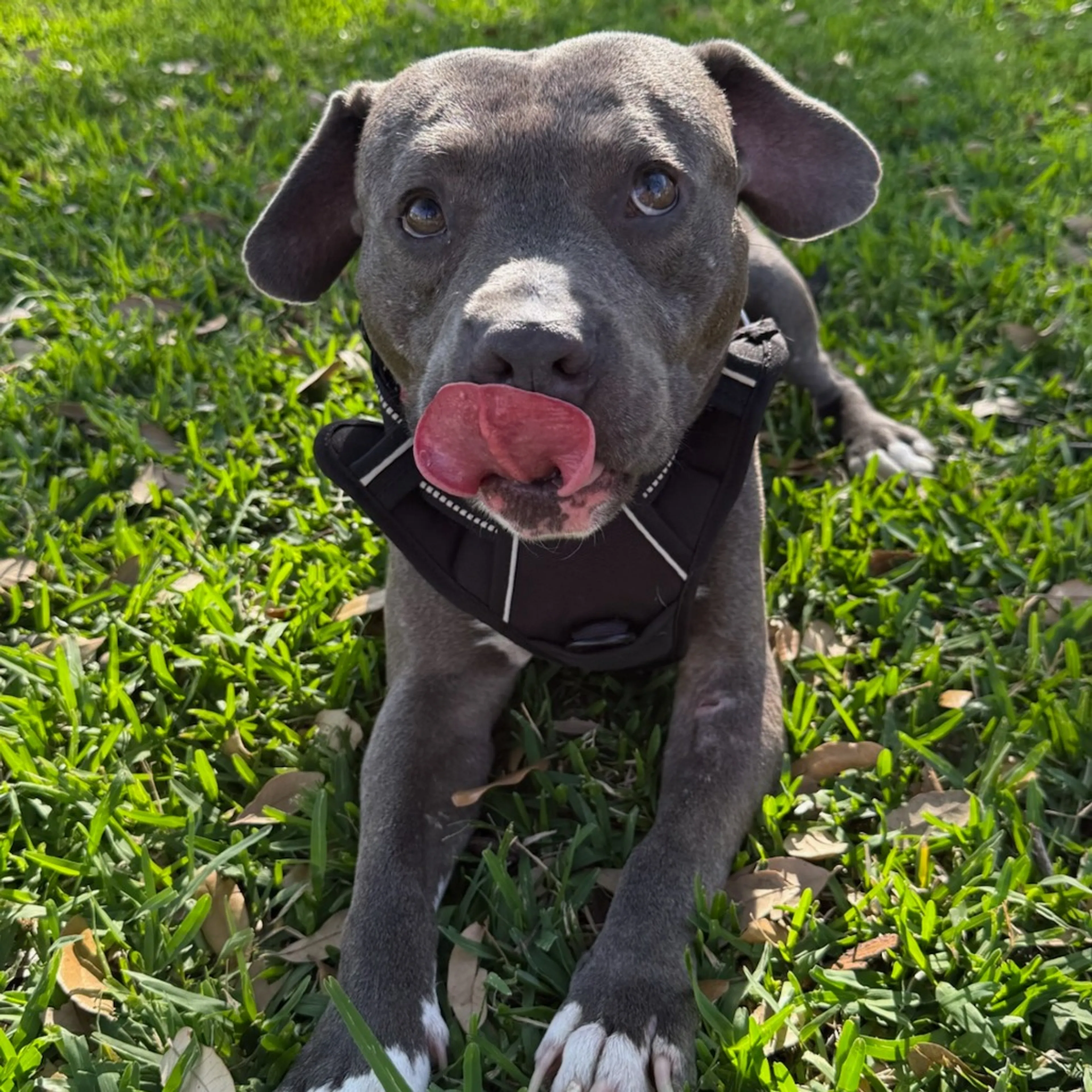 Found pet-17