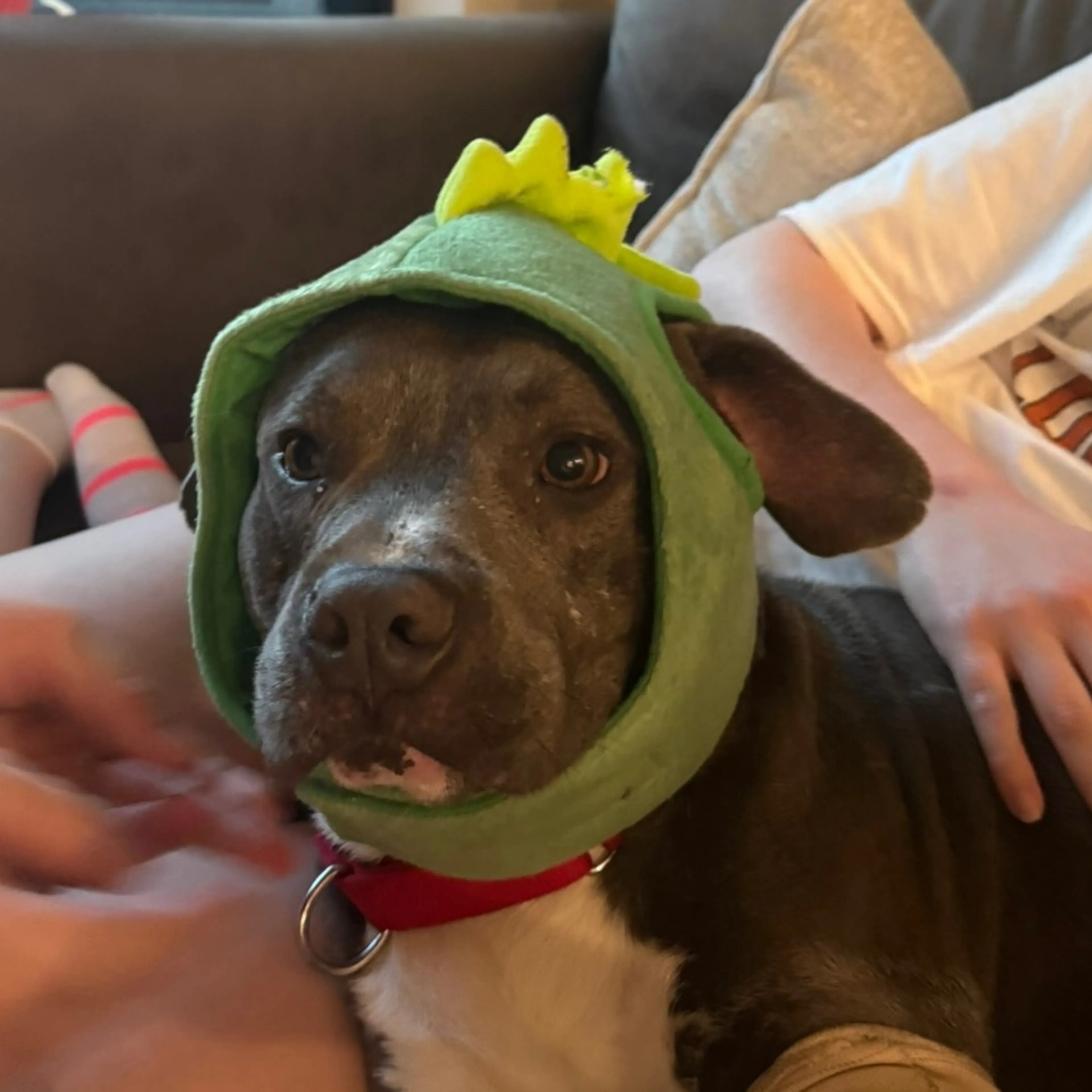 Found pet-13