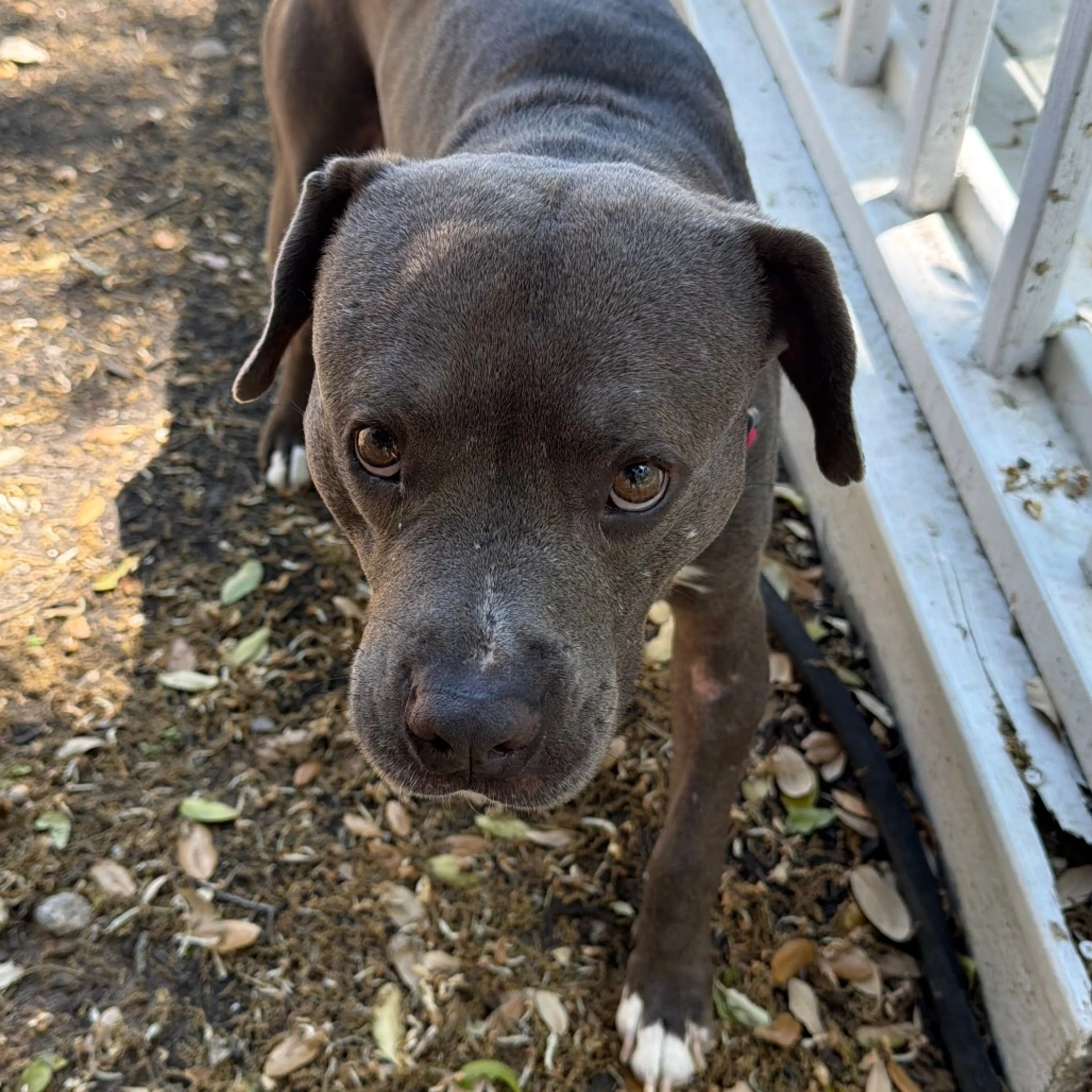 Found pet-9