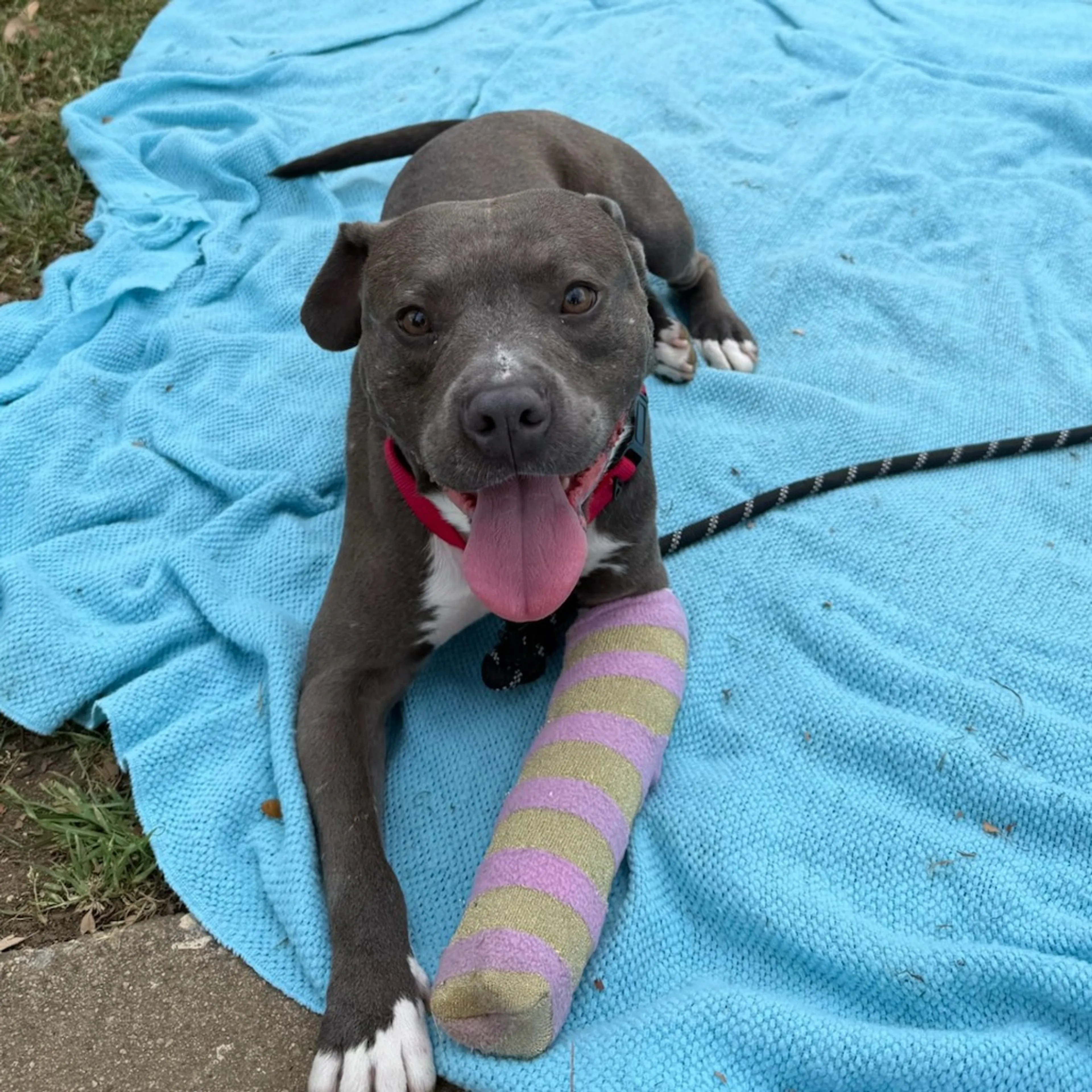 Found pet-14