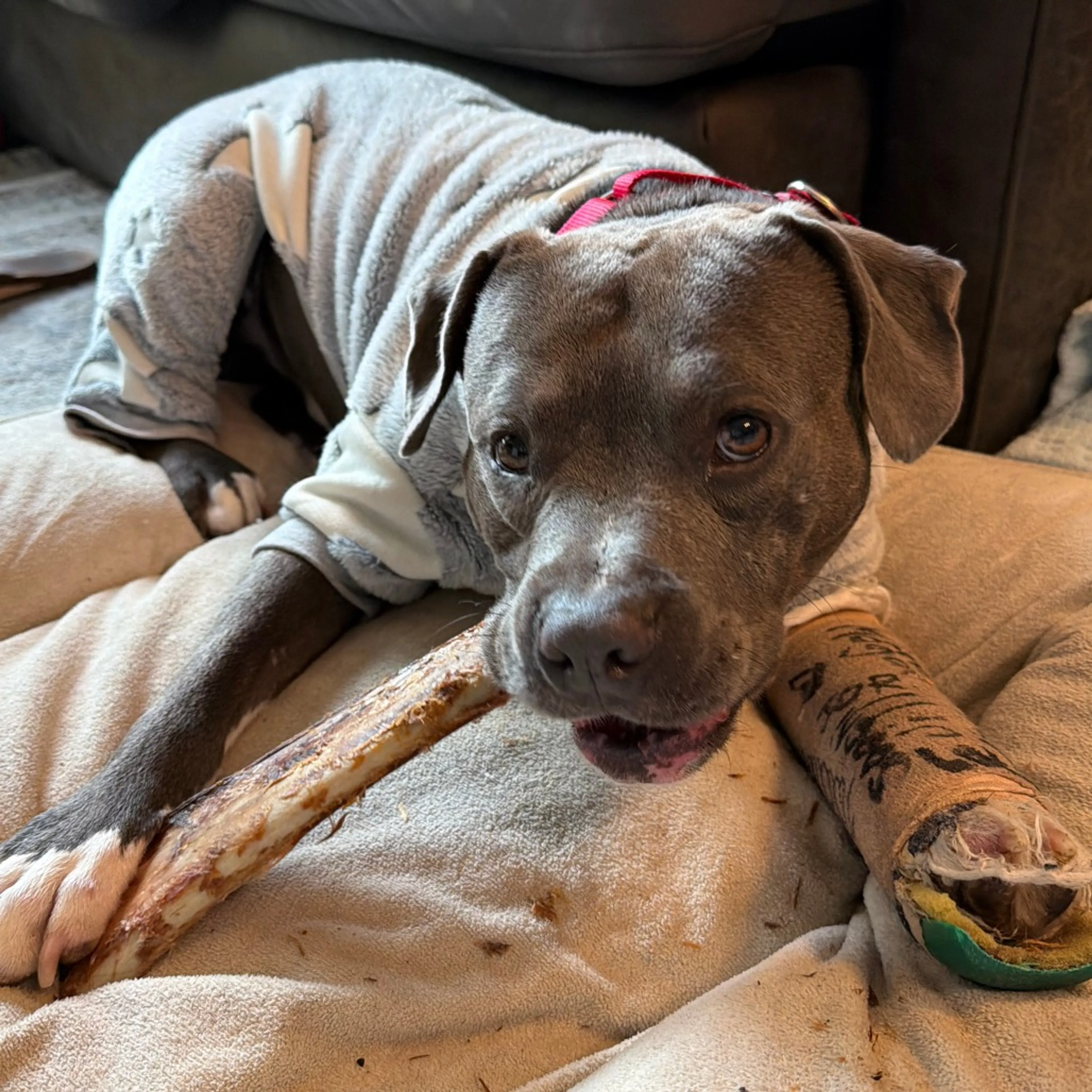 Found pet-7