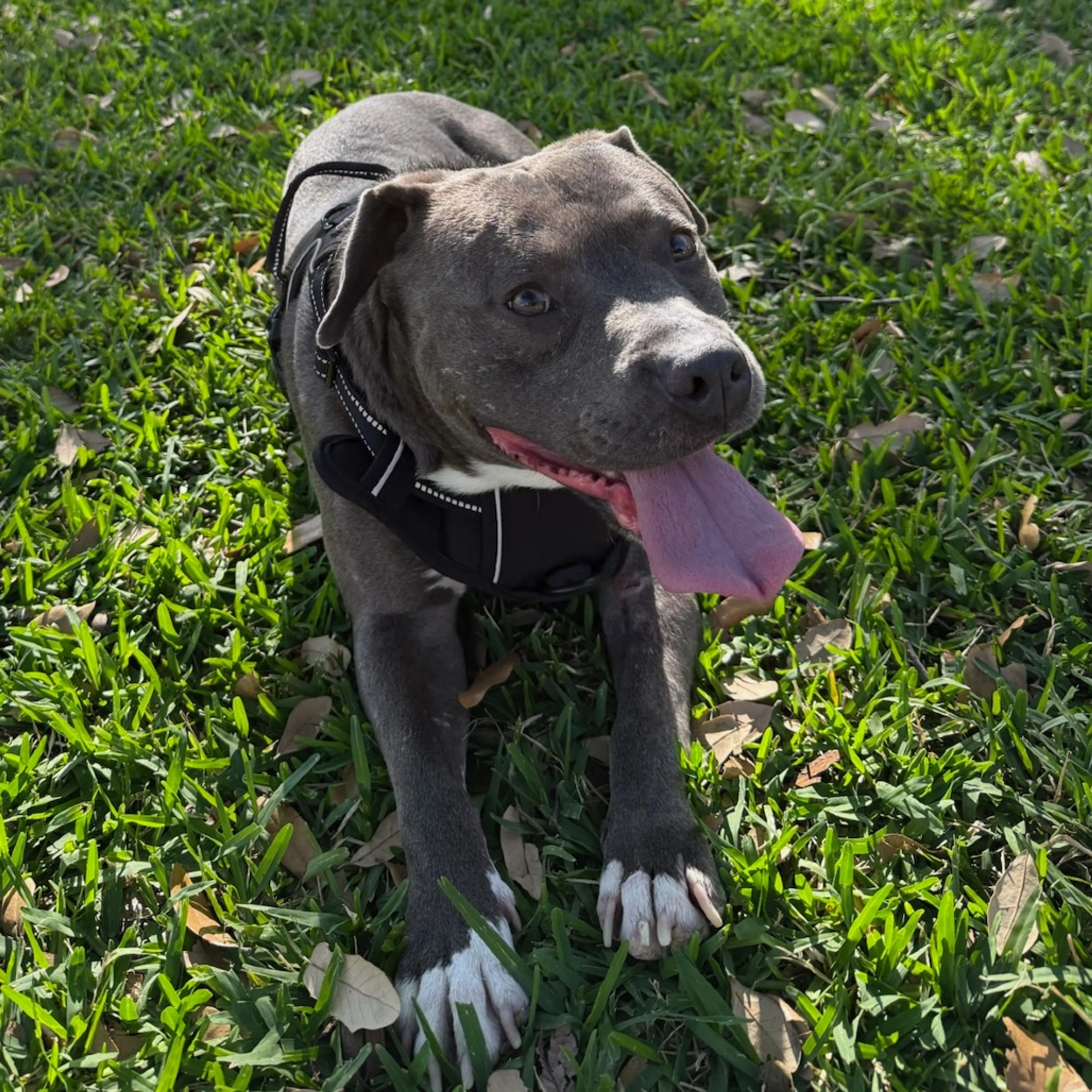 Found pet-16
