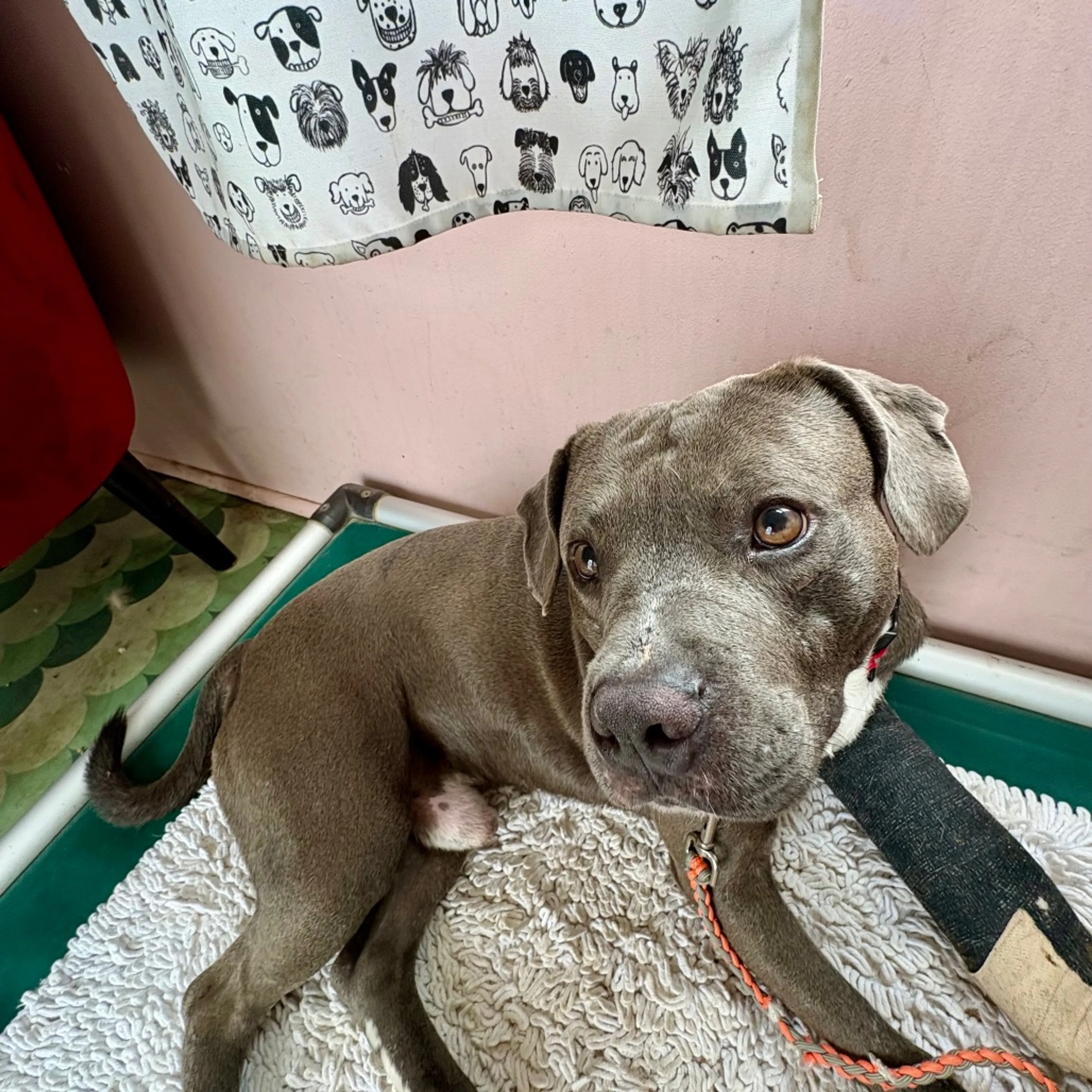Found pet-2