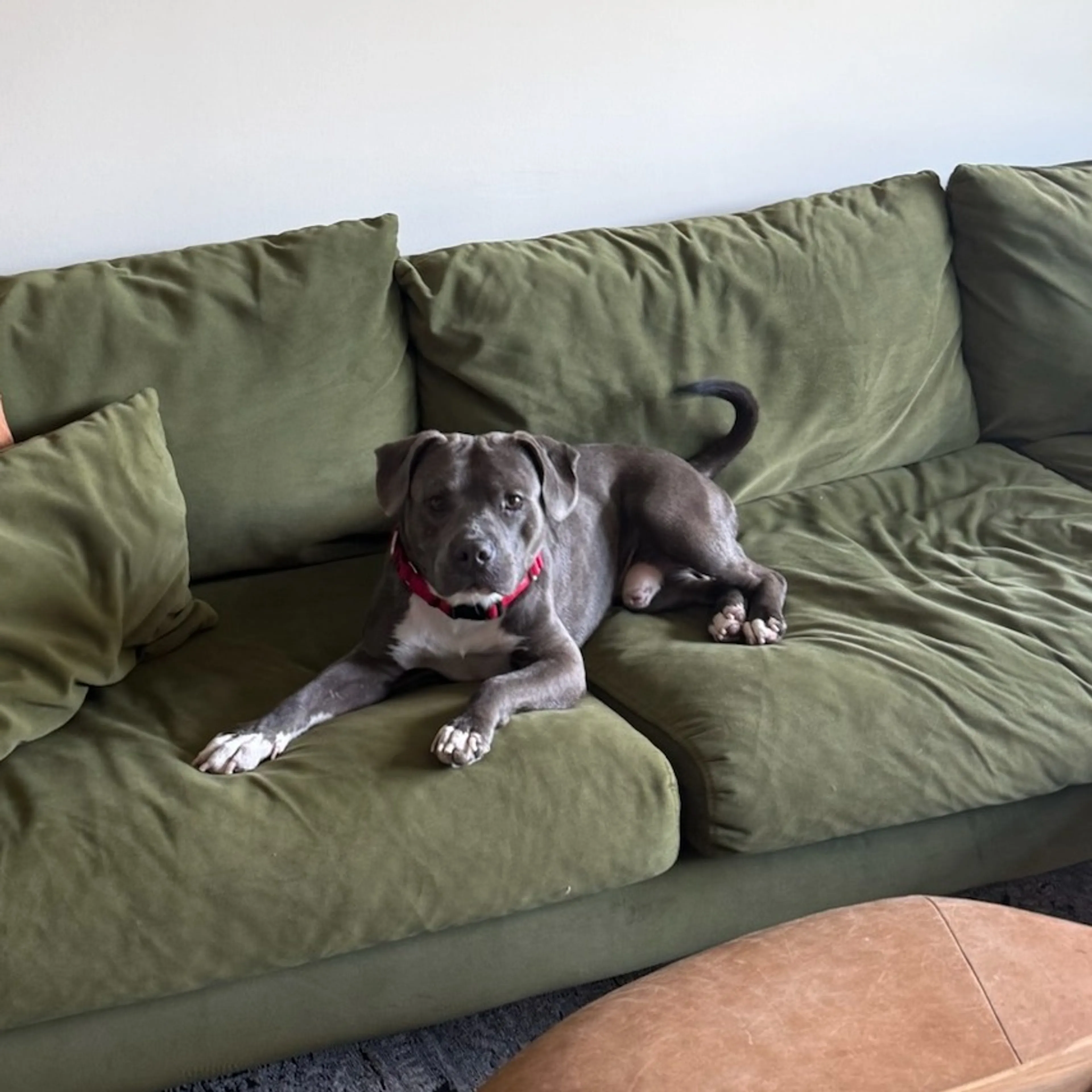 Found pet-18