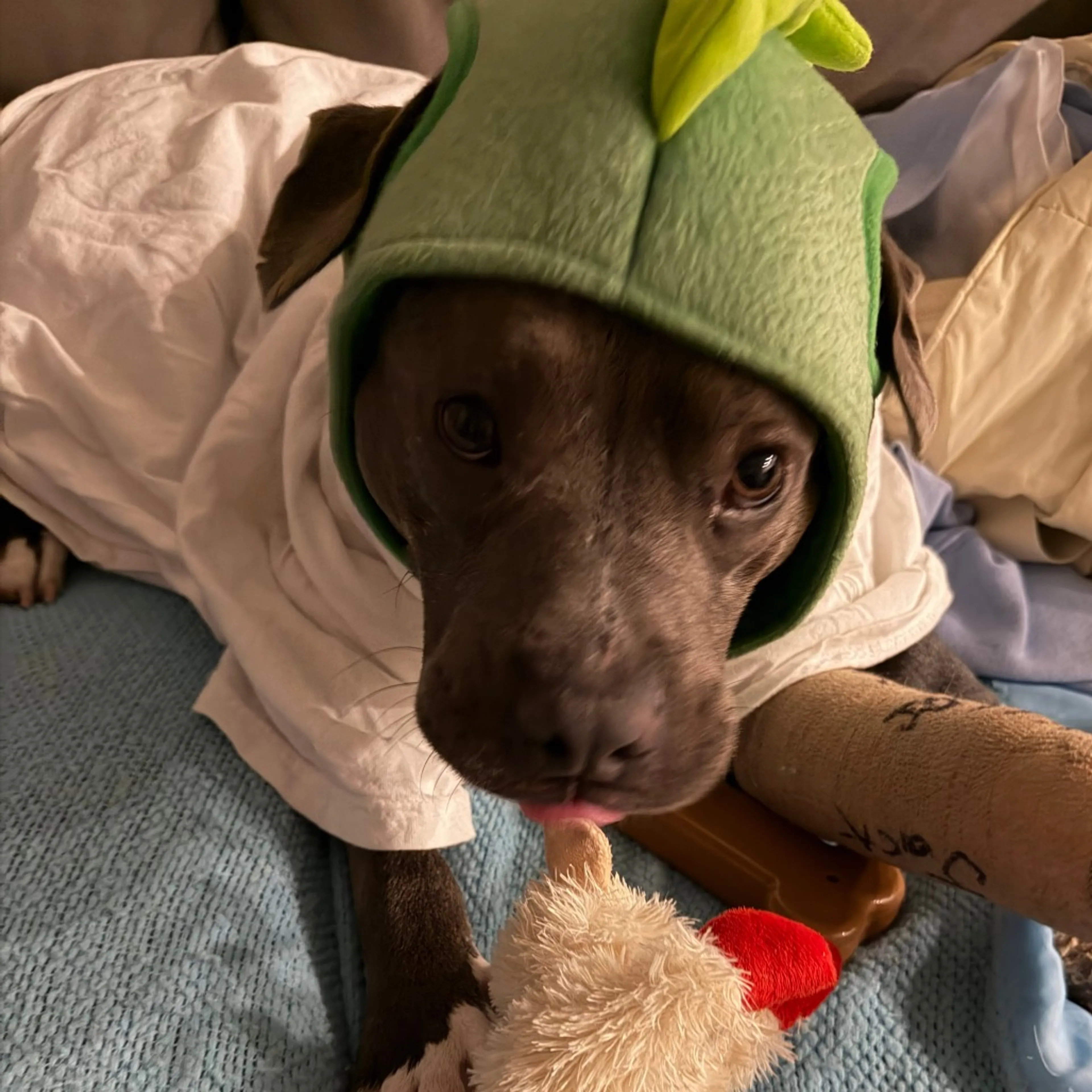 Found pet-6