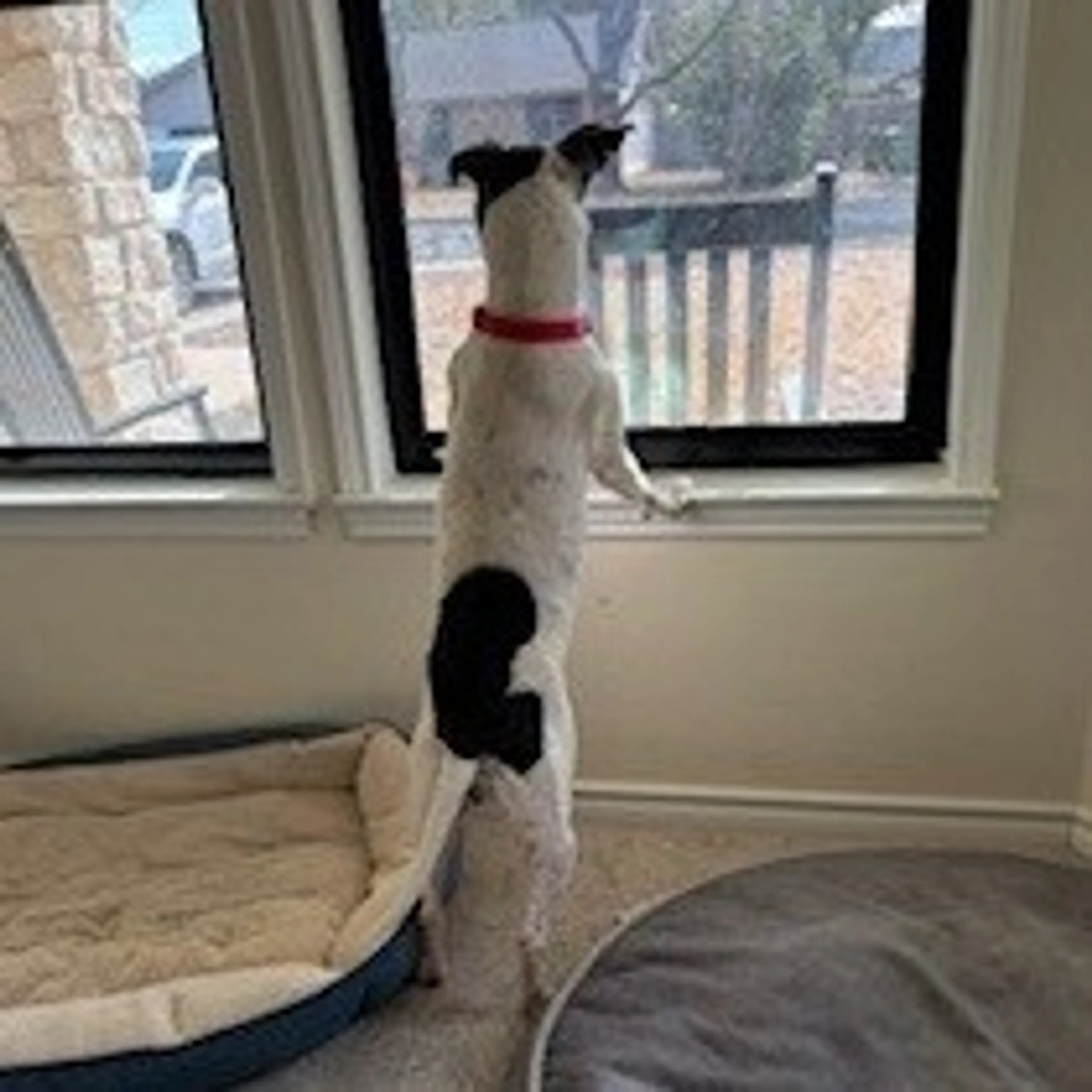Found pet-8