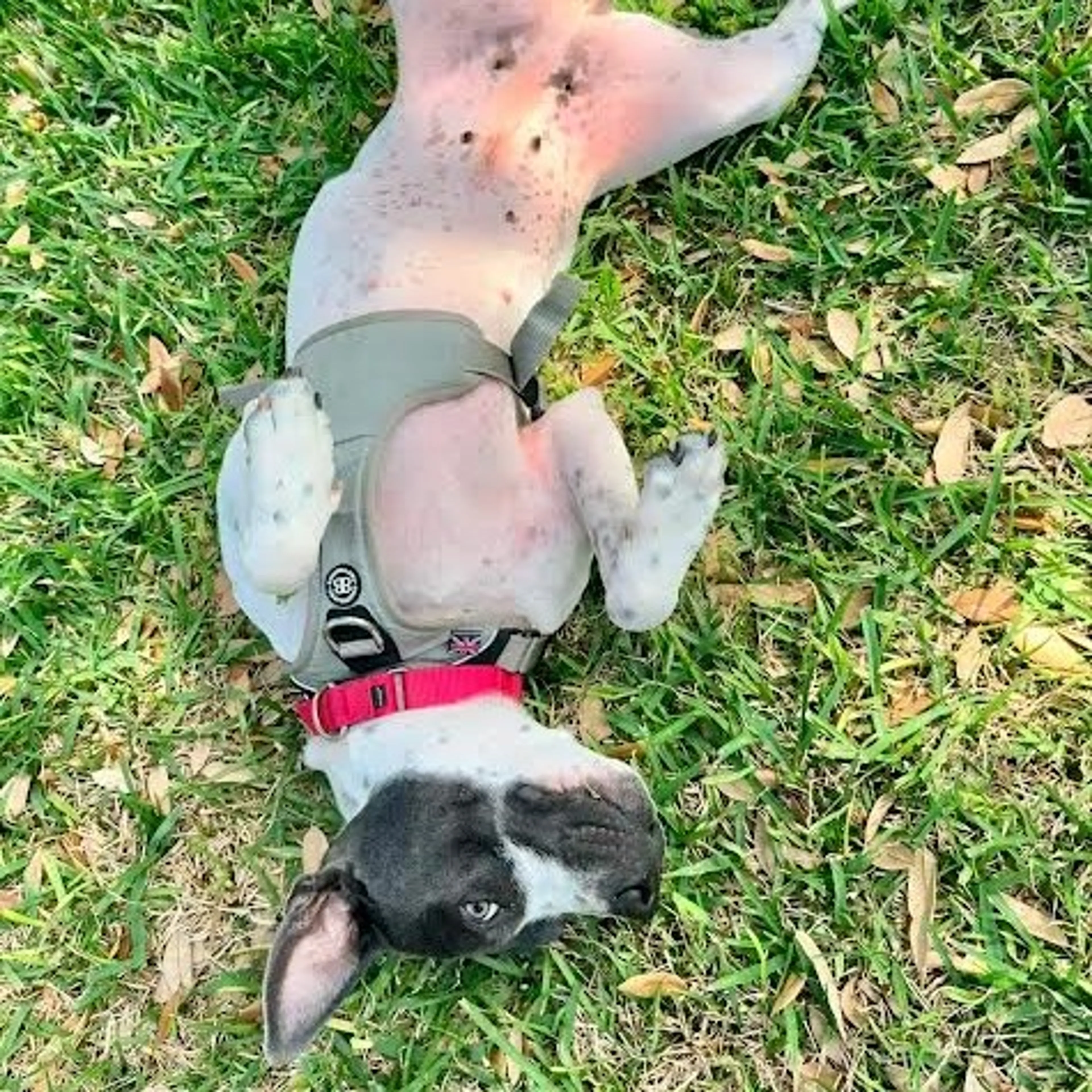 Found pet-14