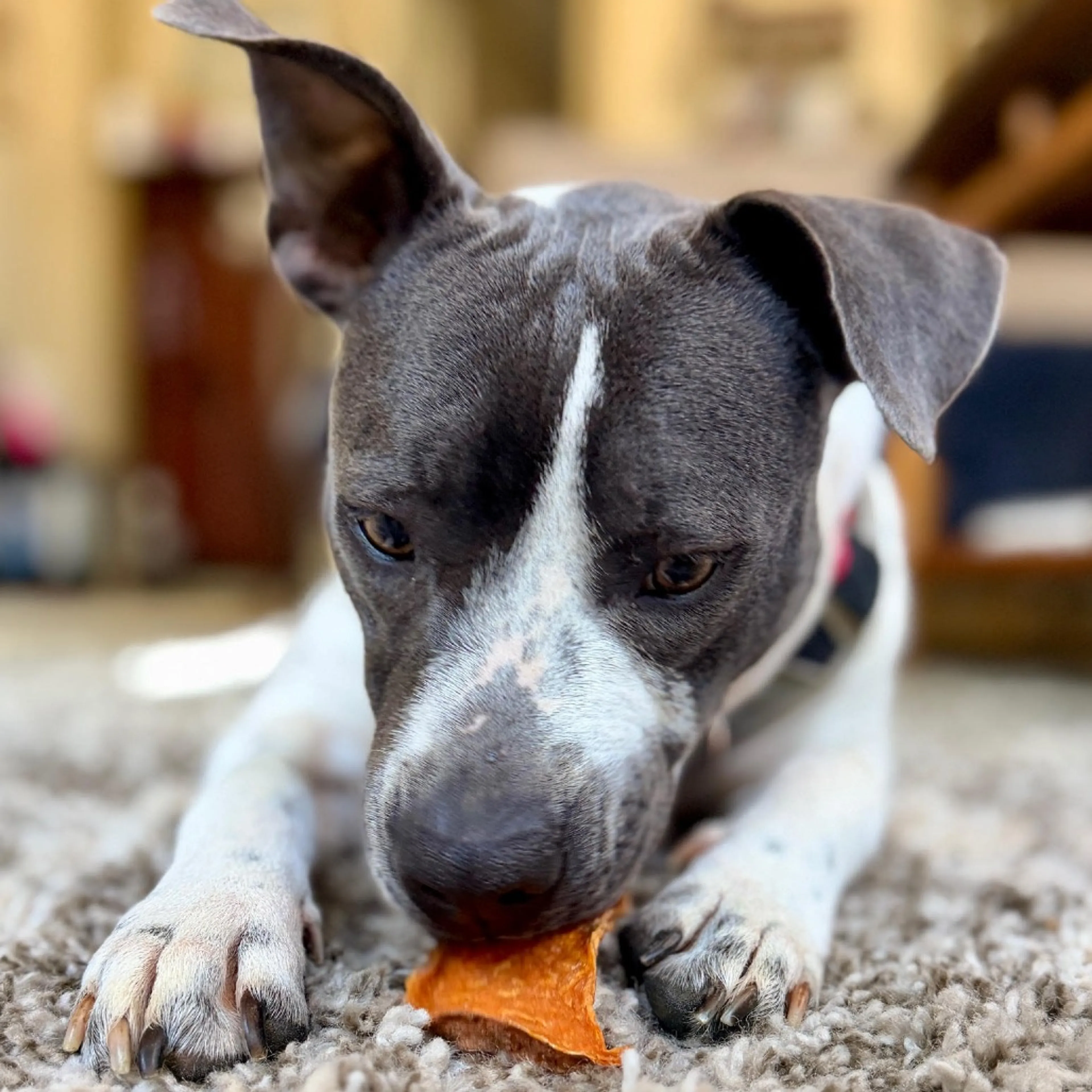 Found pet-11