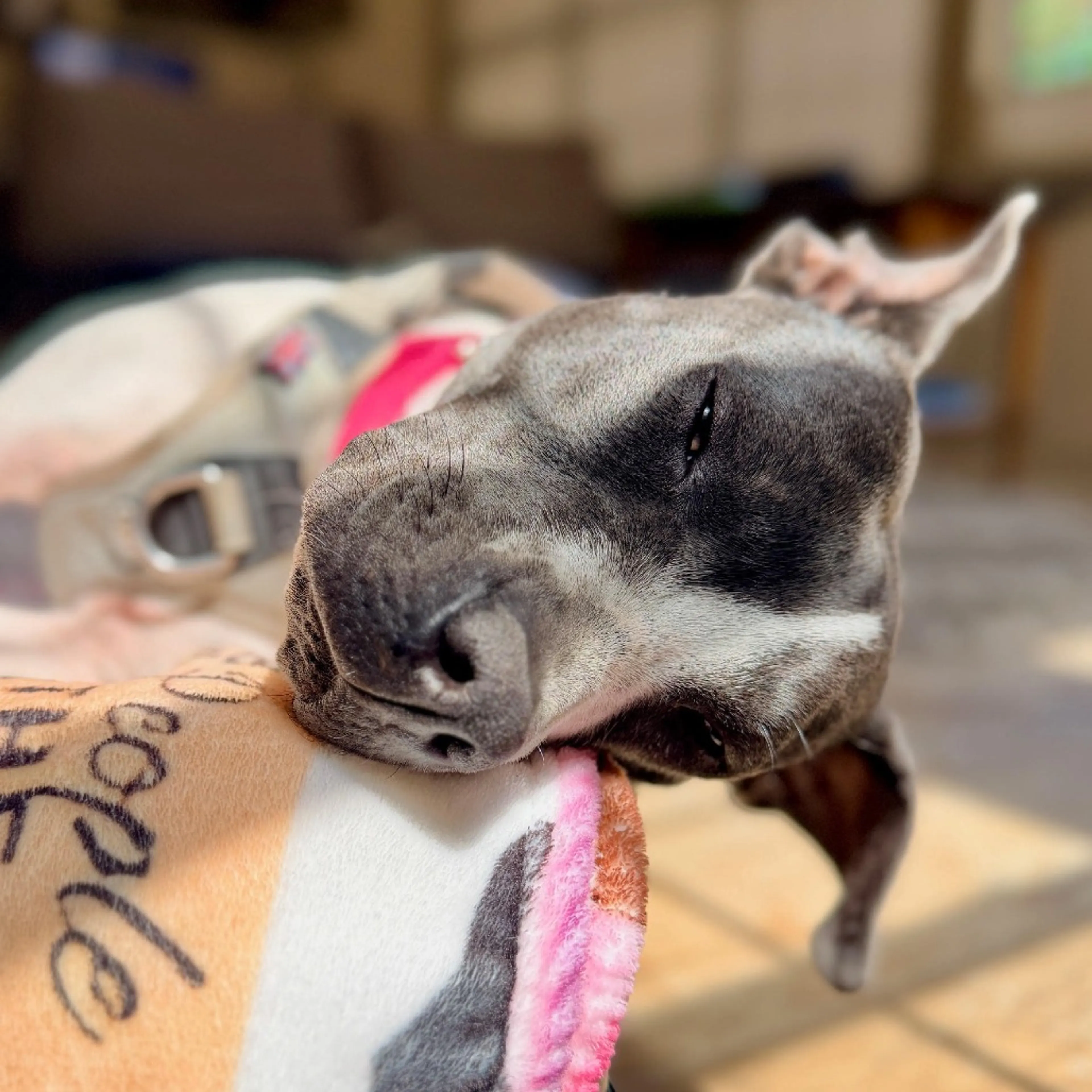Found pet-12