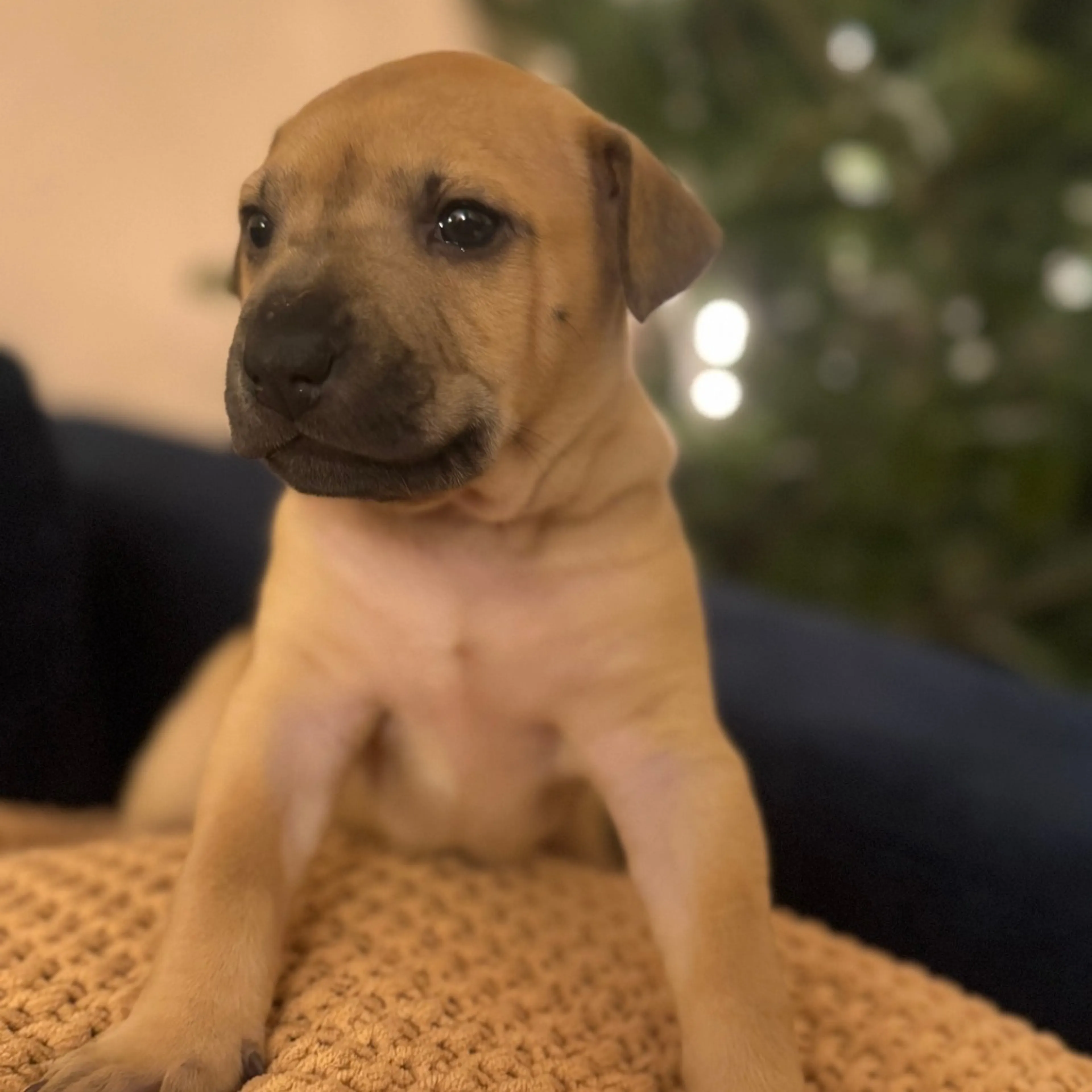 Found pet-1