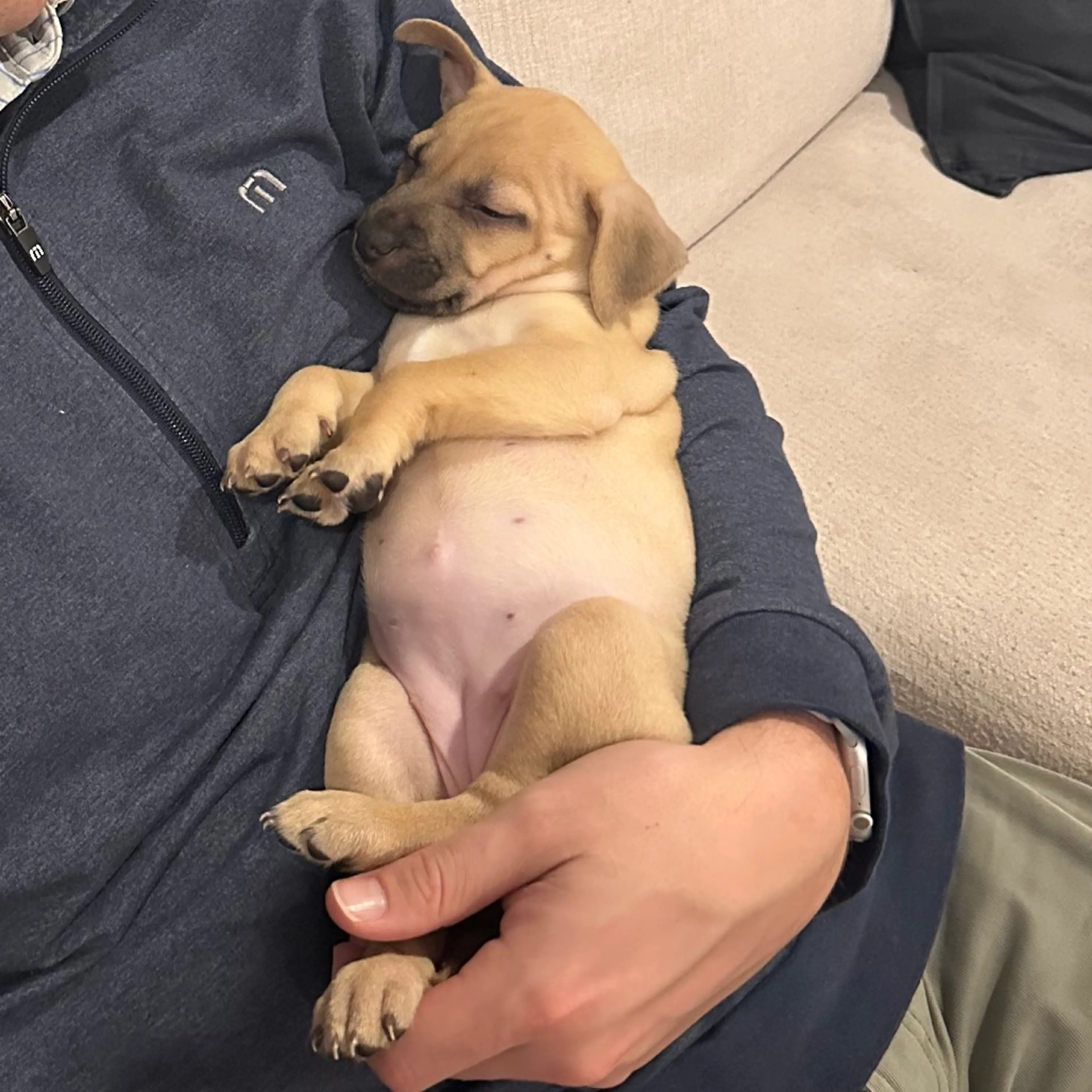 Found pet-3