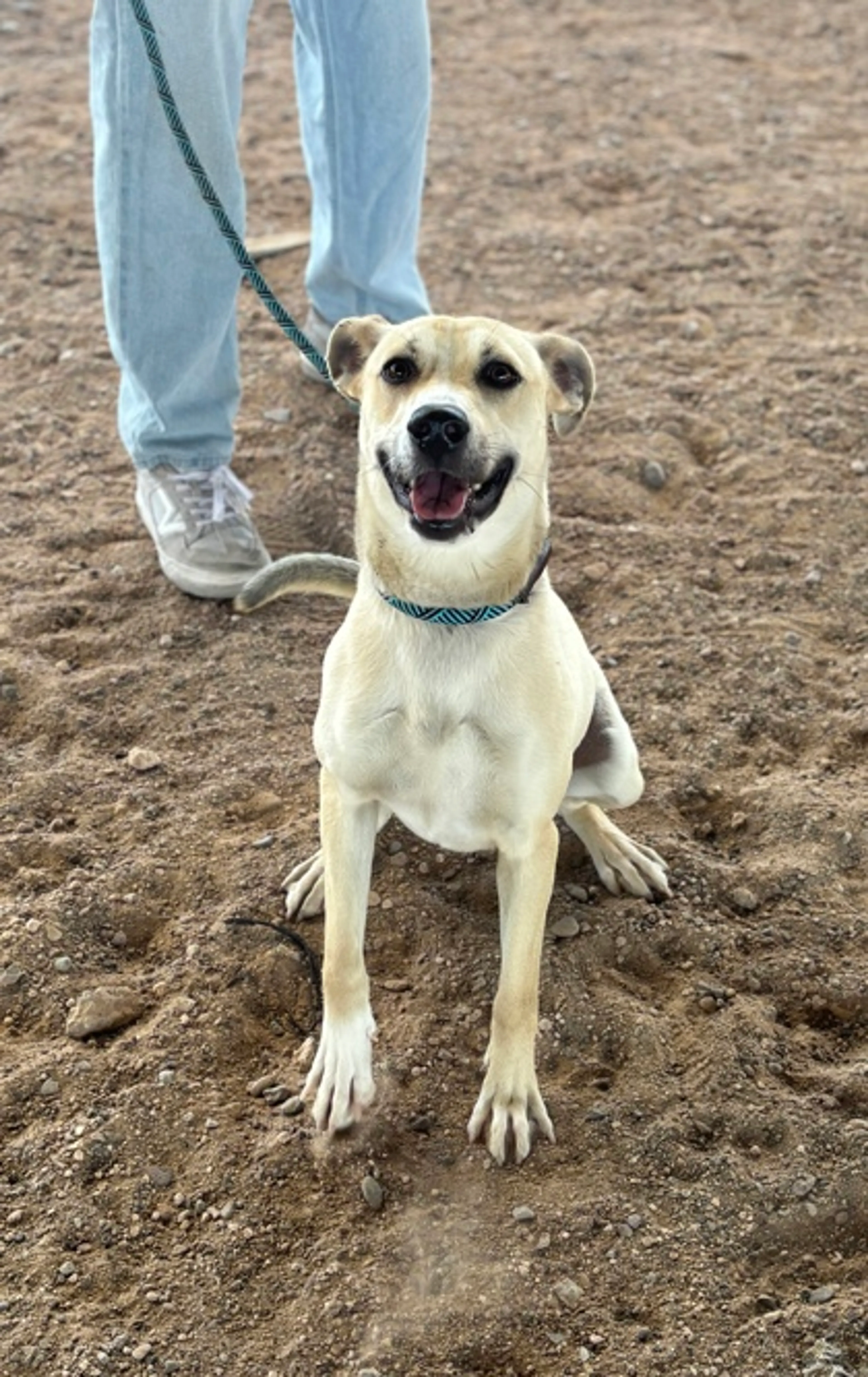 Found pet-1