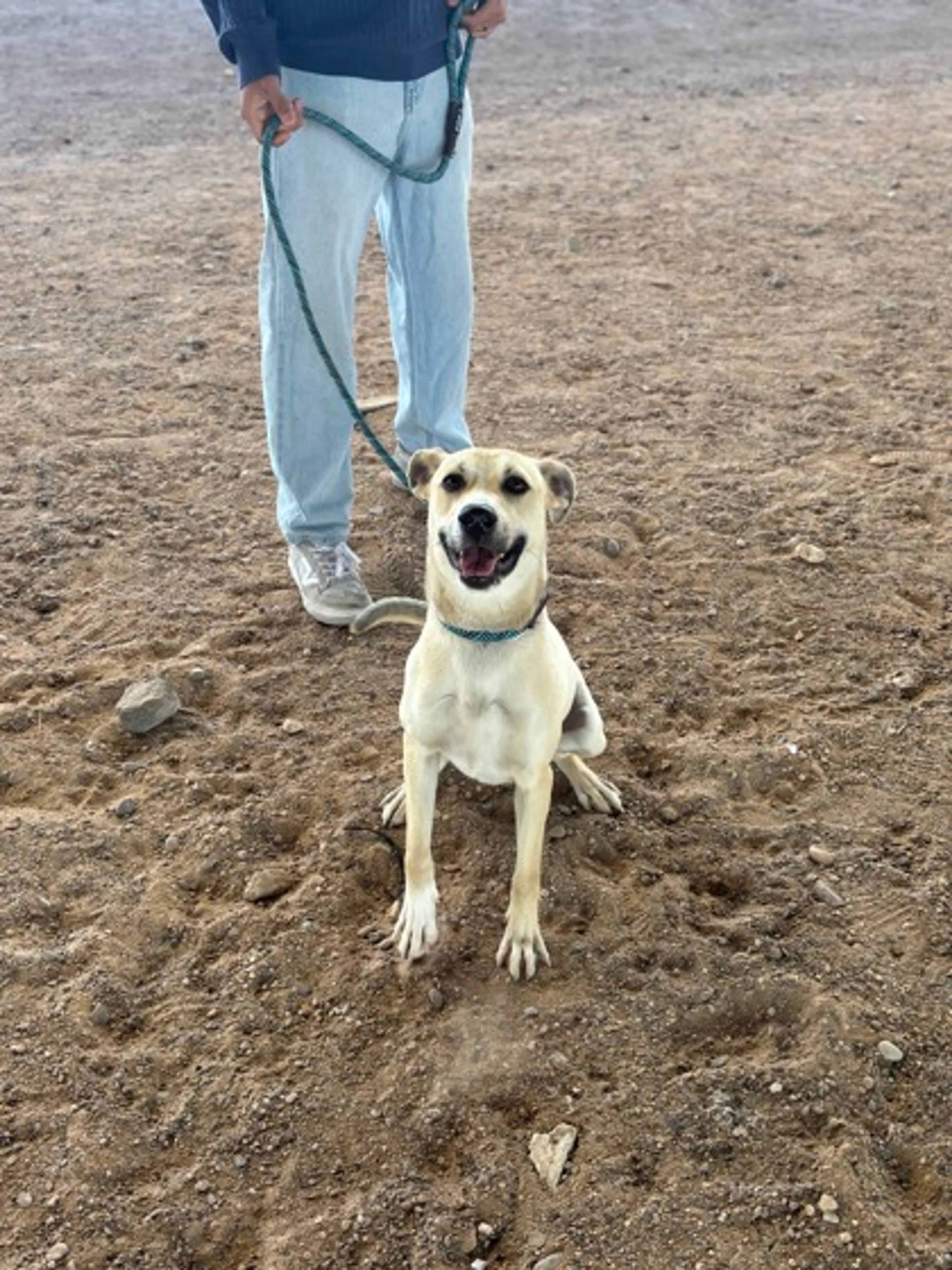 Found pet-2
