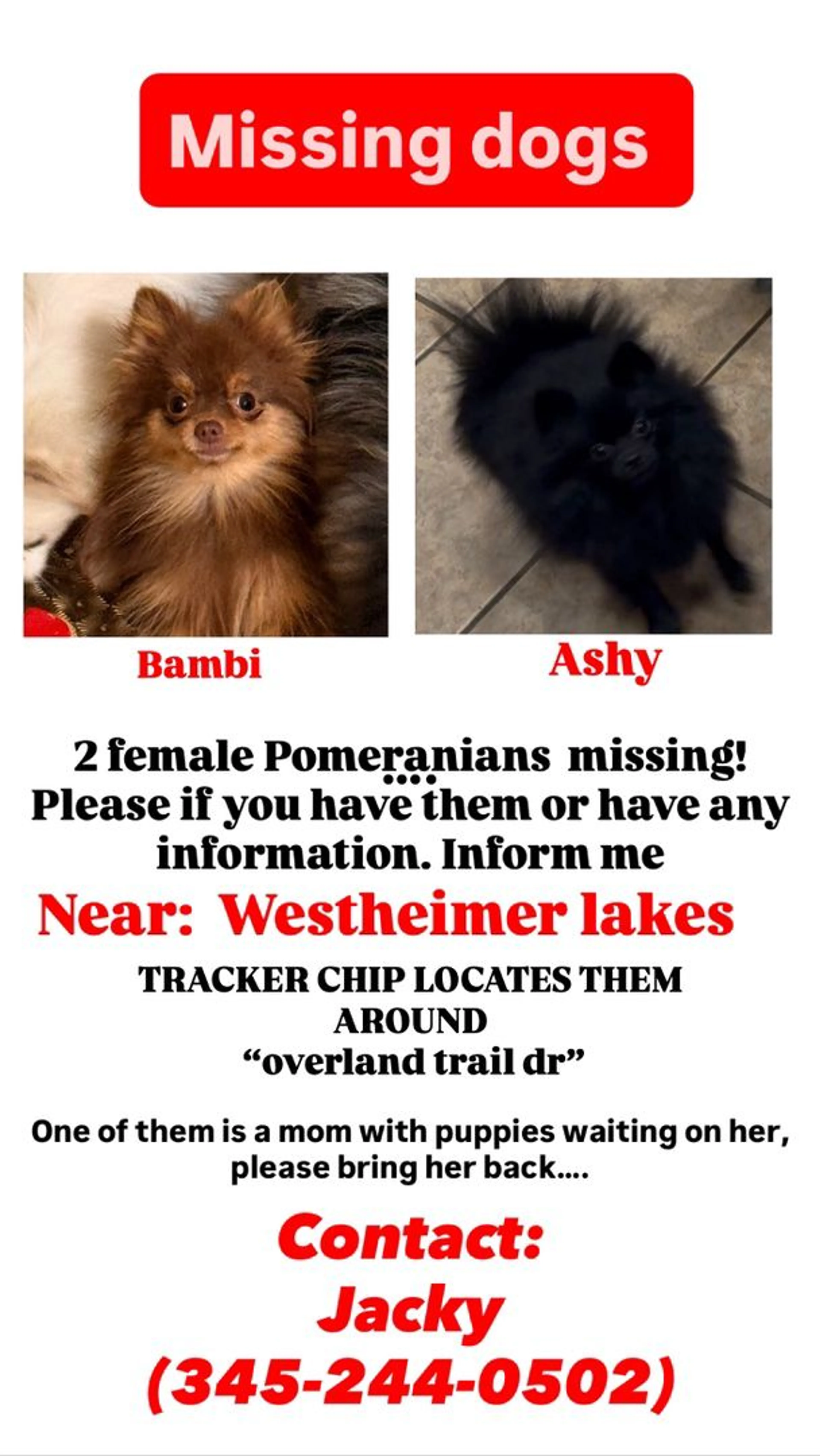 Lost pet