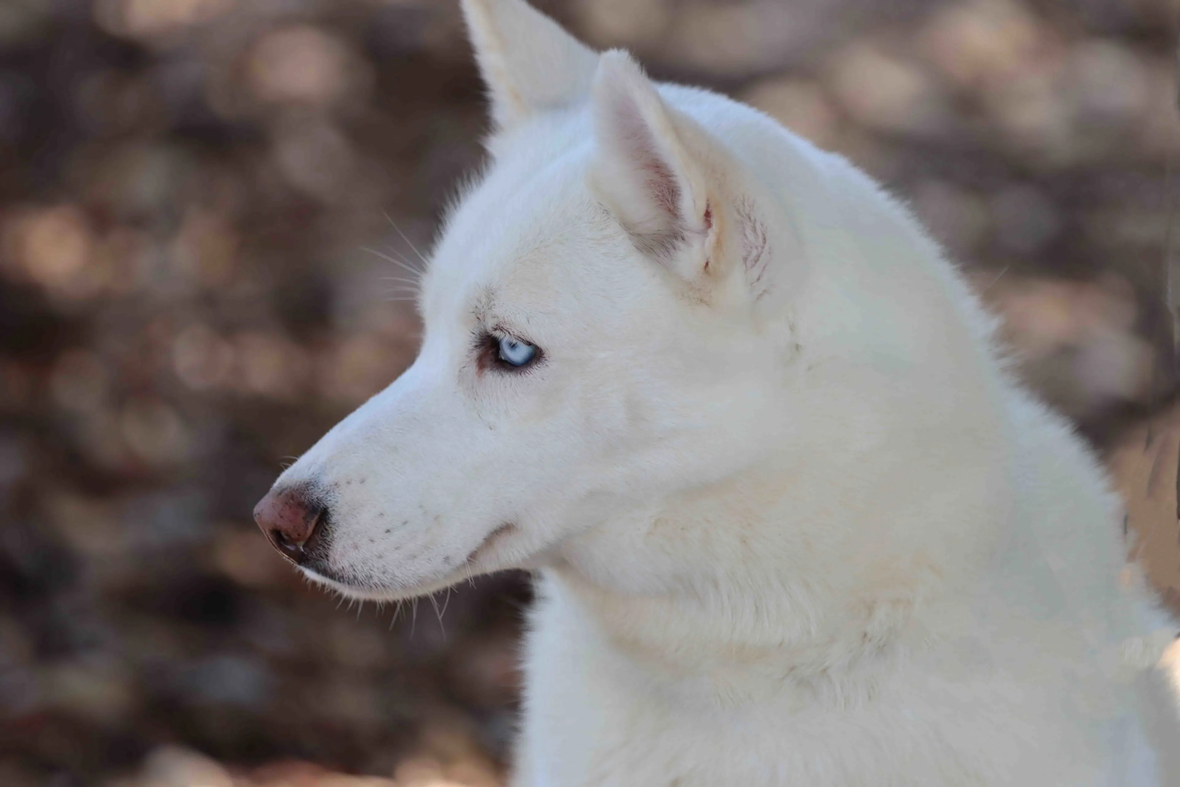 Found pet-4