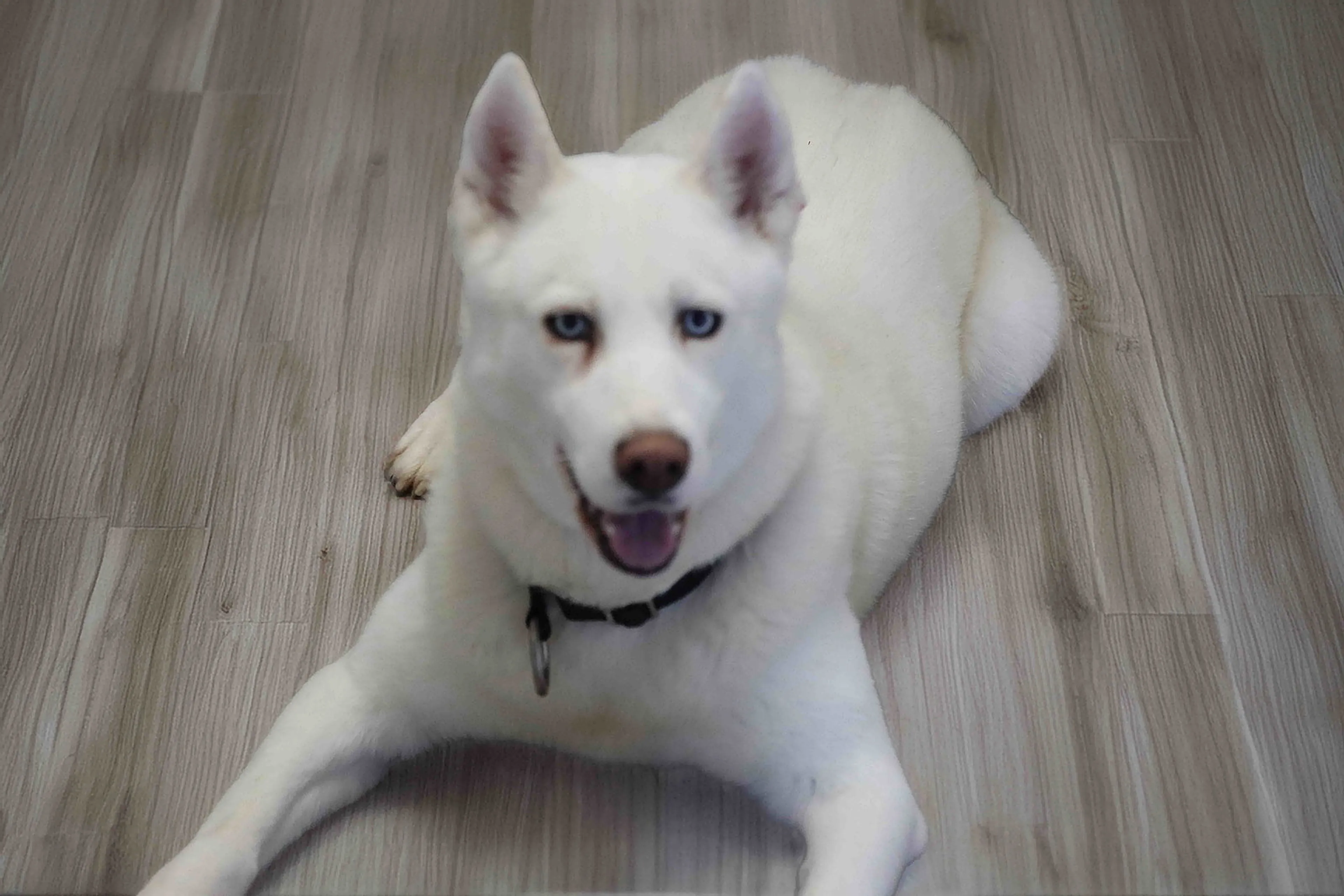 Found pet-7