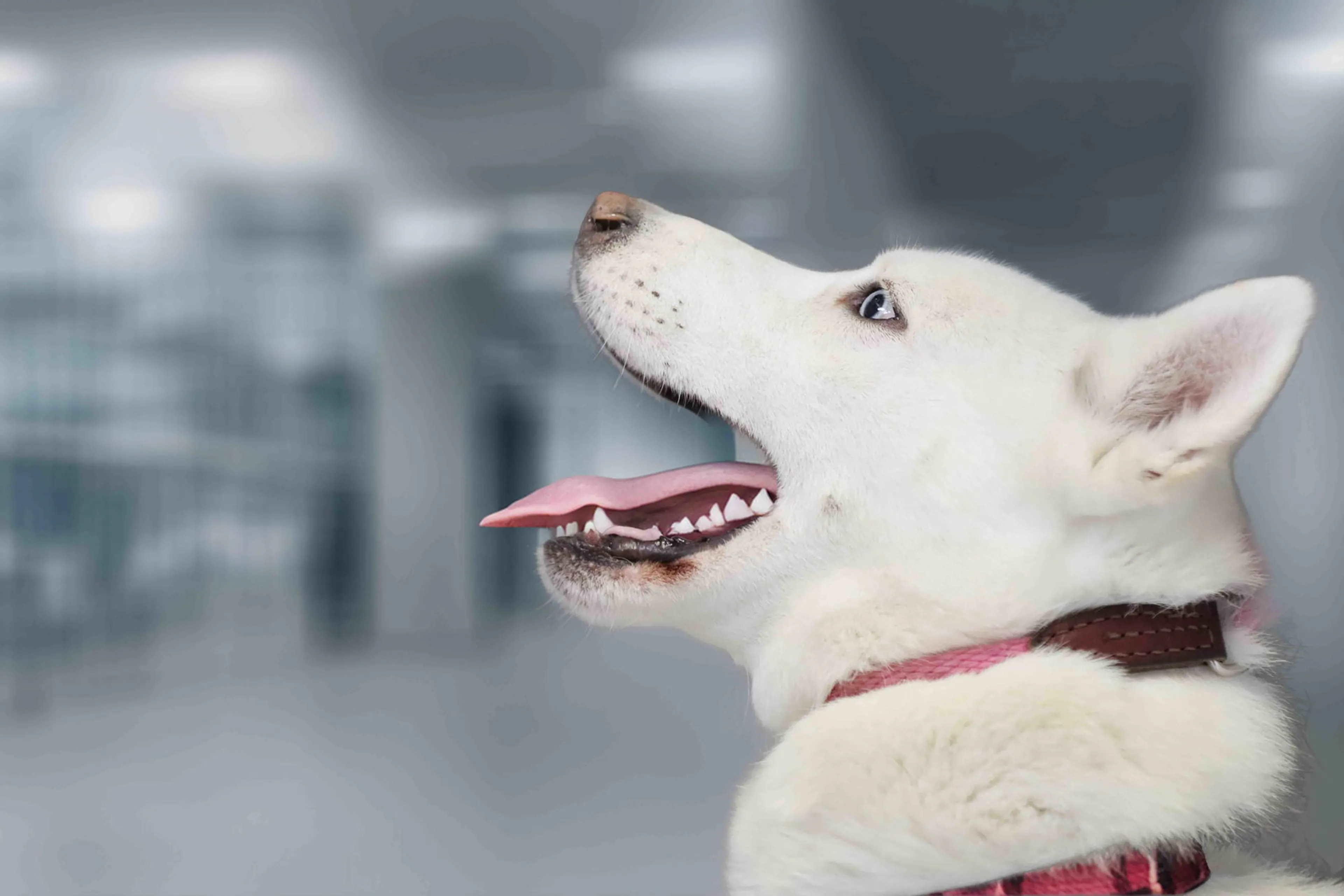 Found pet-9
