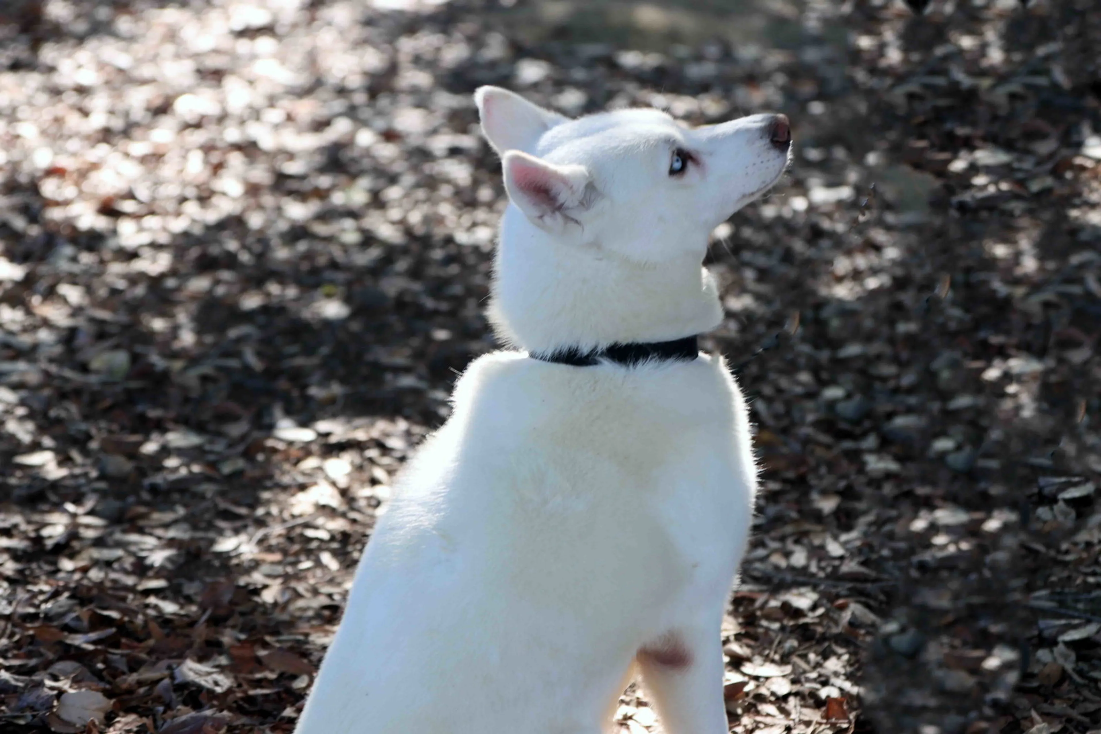 Found pet-1