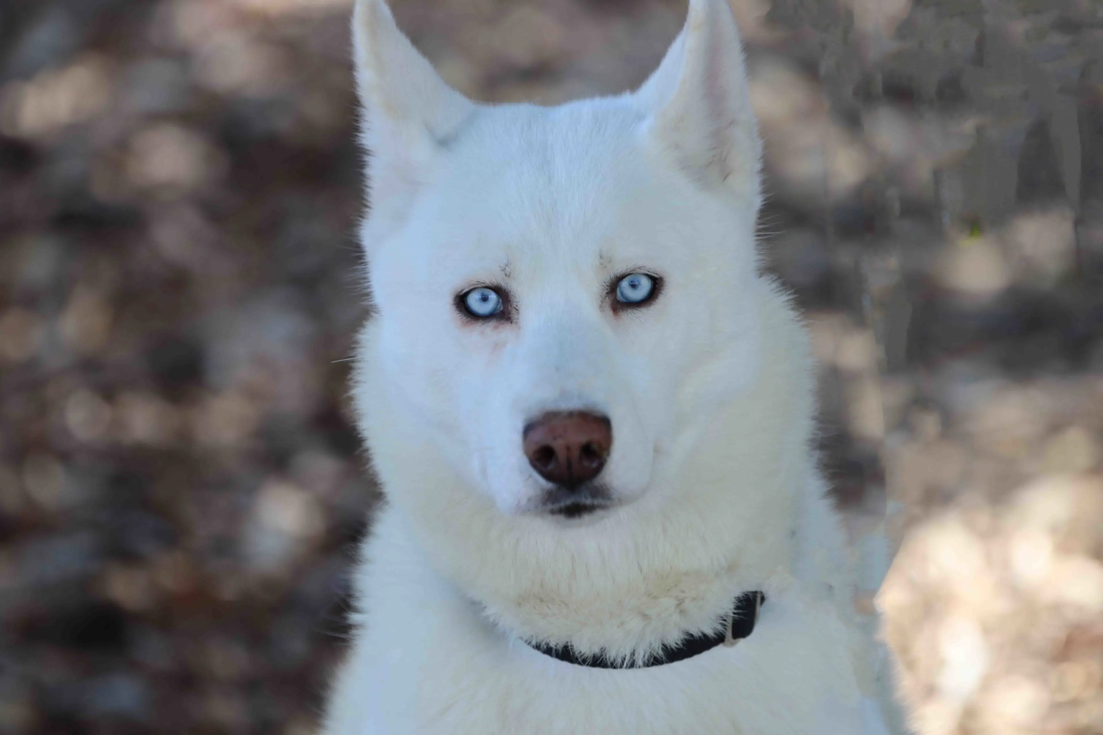 Found pet-2