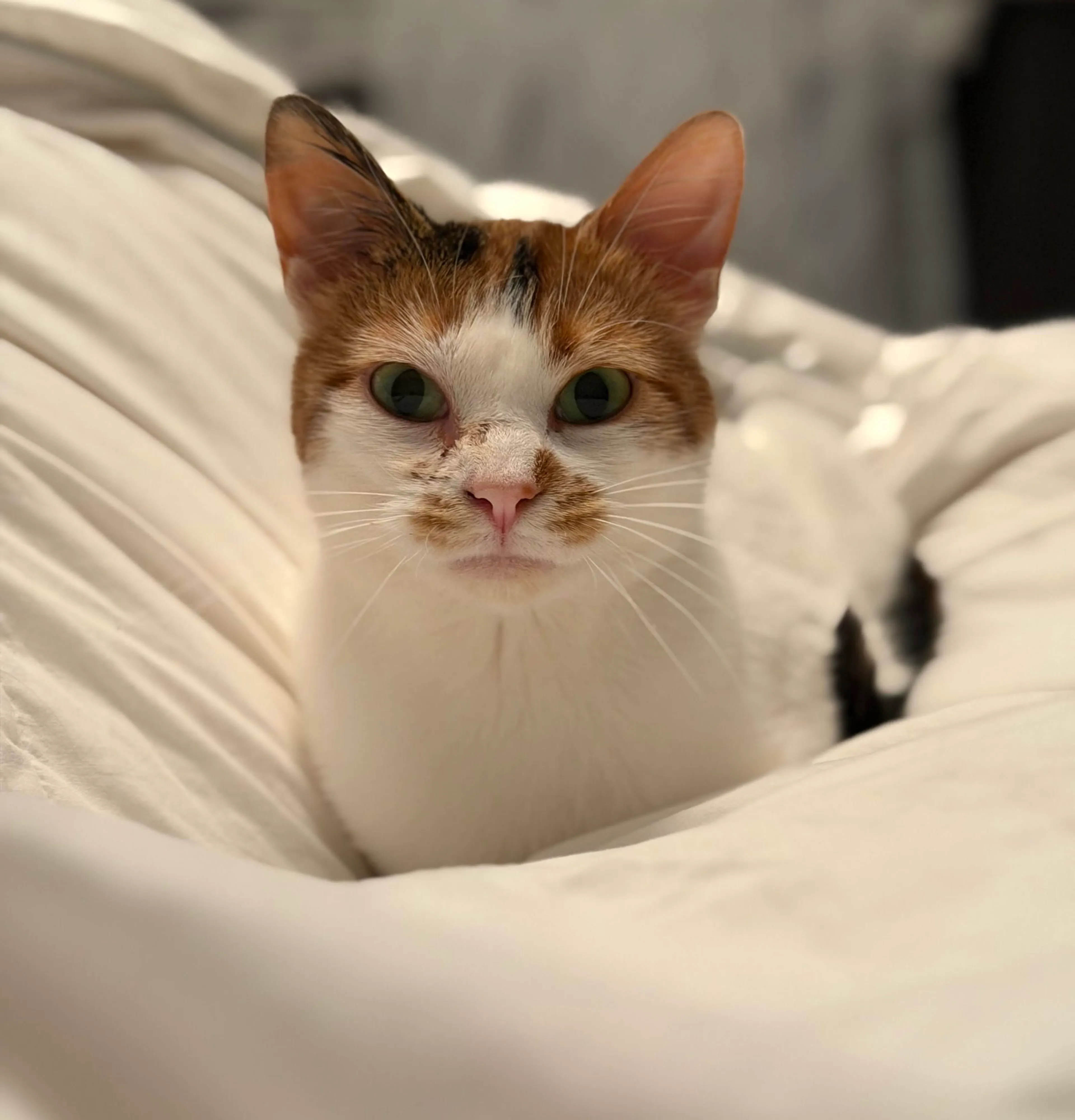 Found pet-0