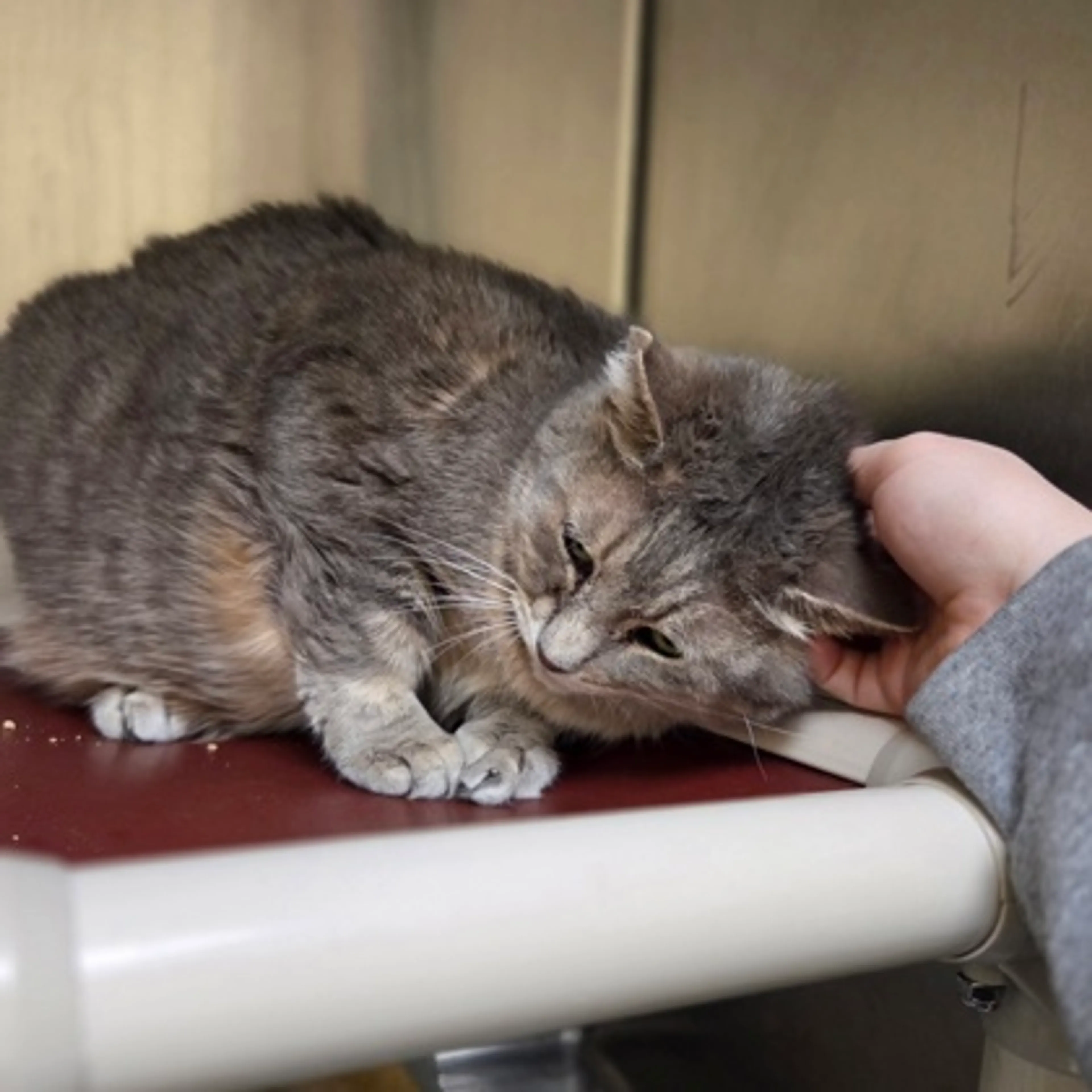 Found pet-2