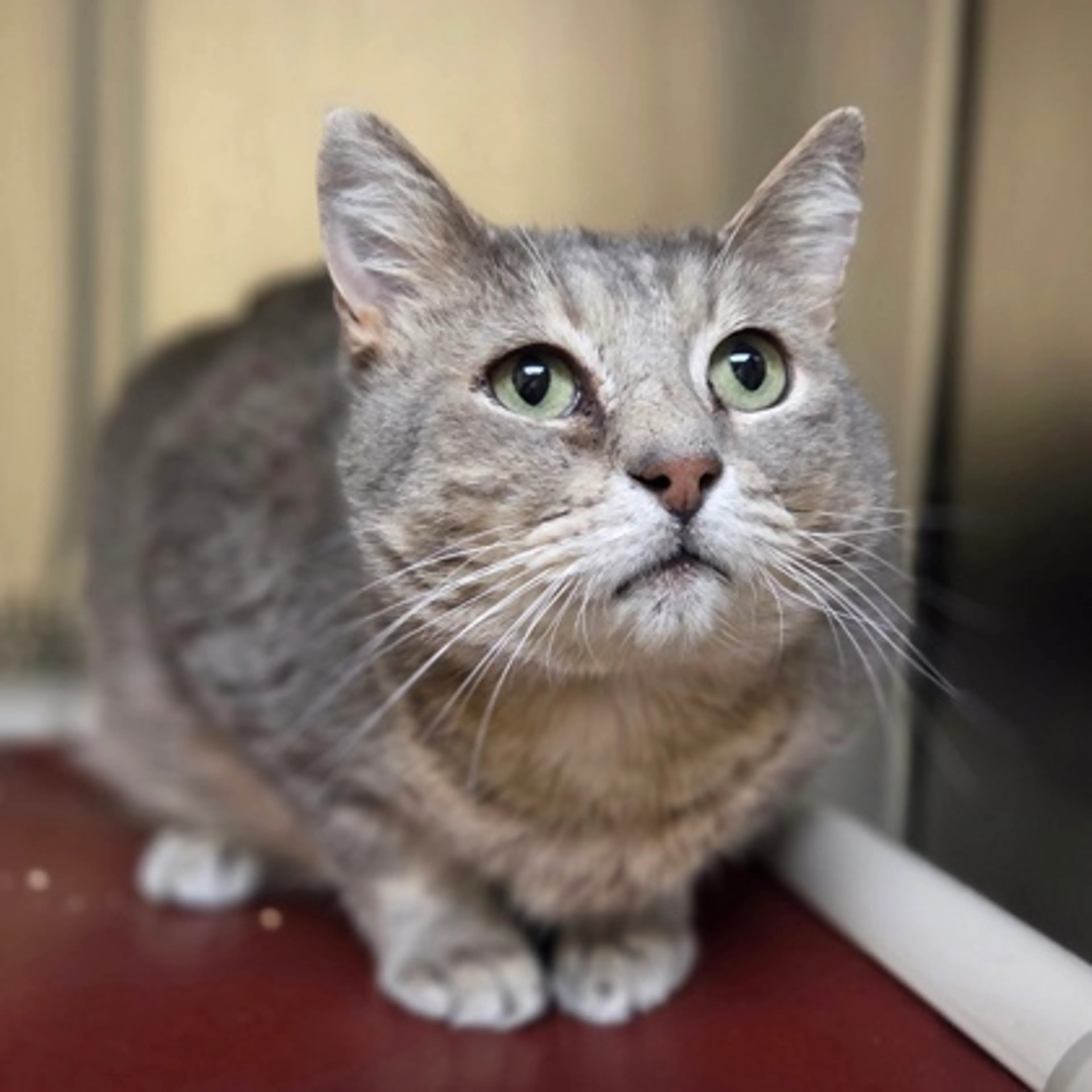 Found pet-1