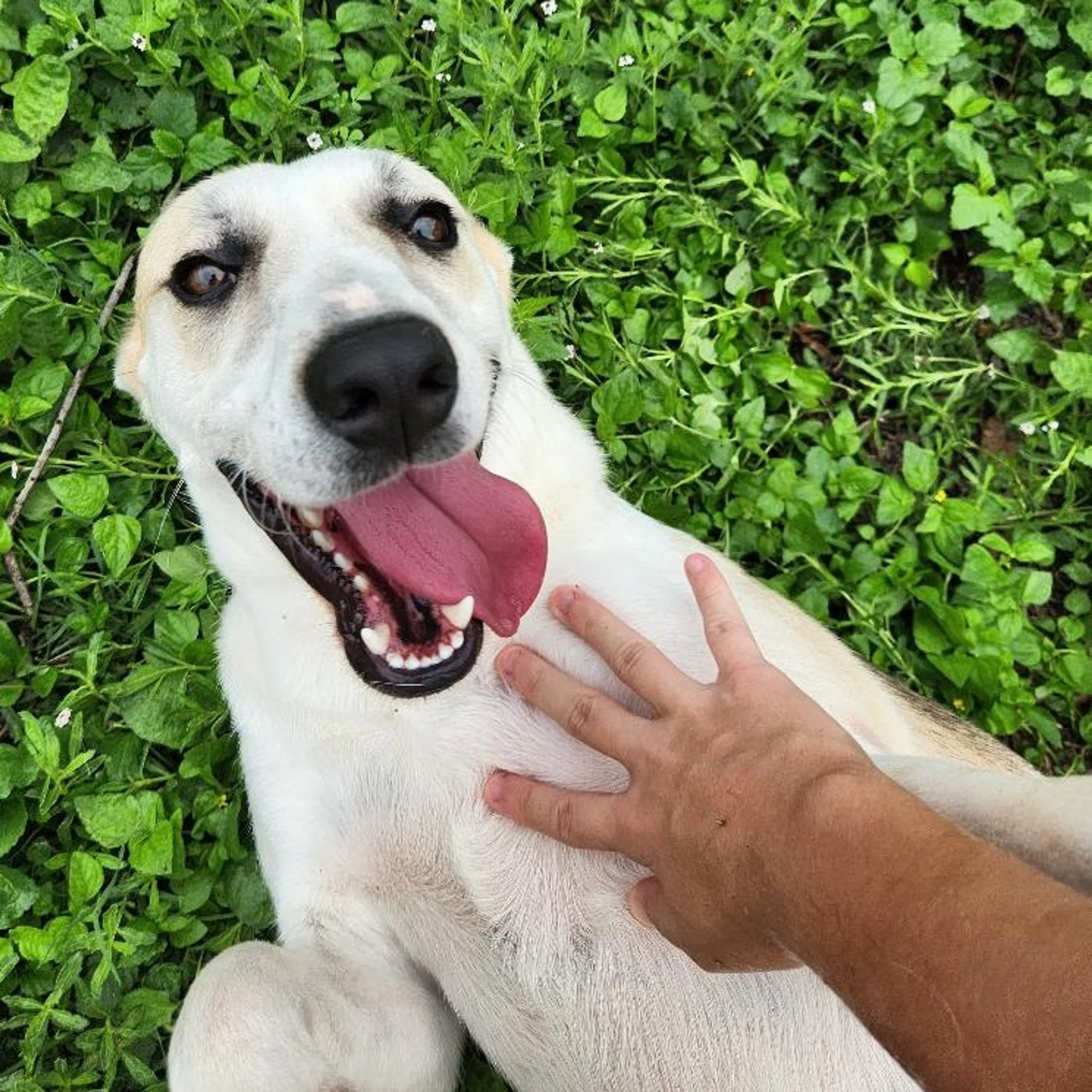Found pet-1