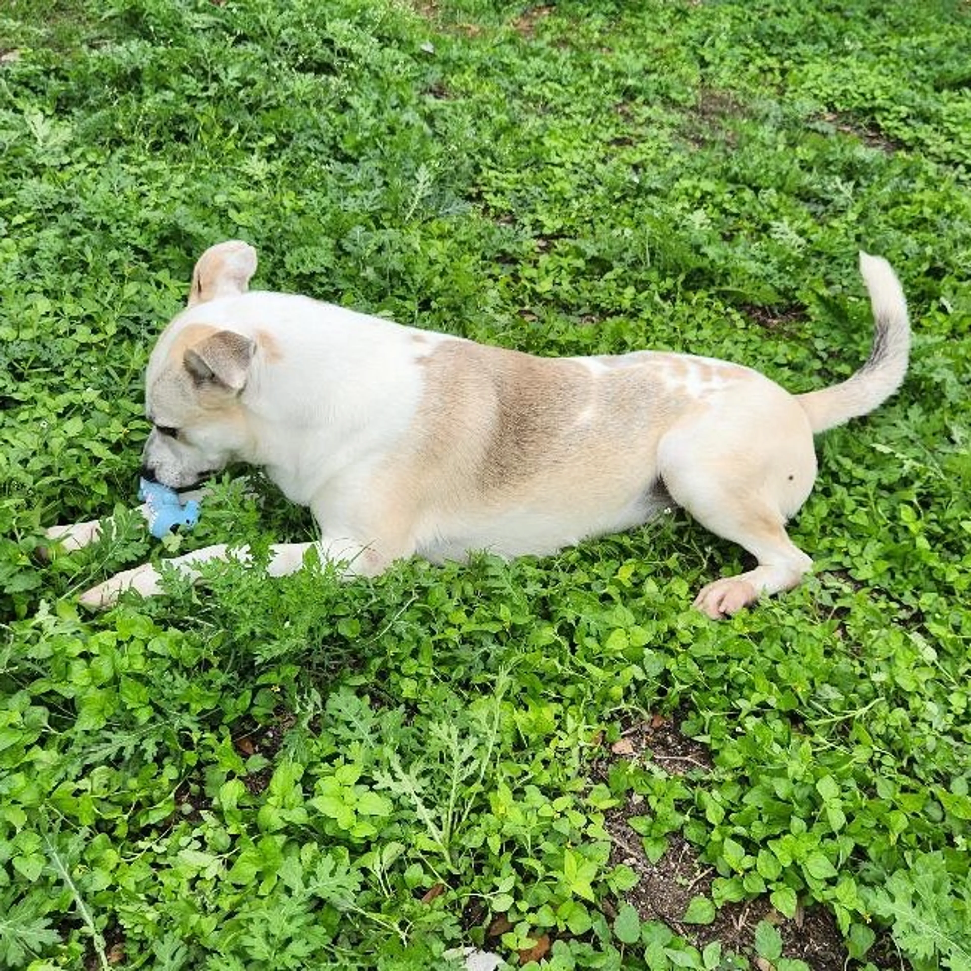 Found pet-6