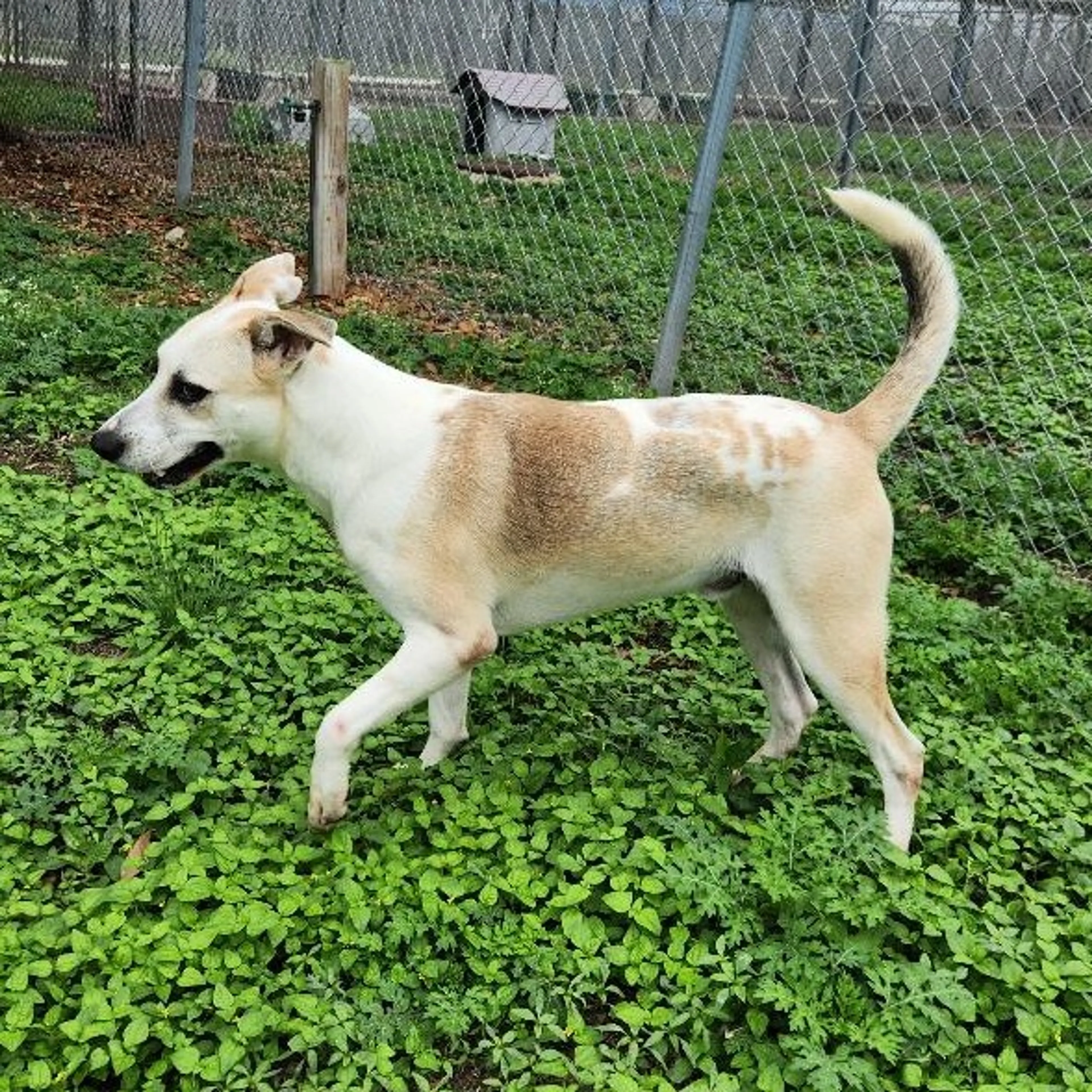 Found pet-8