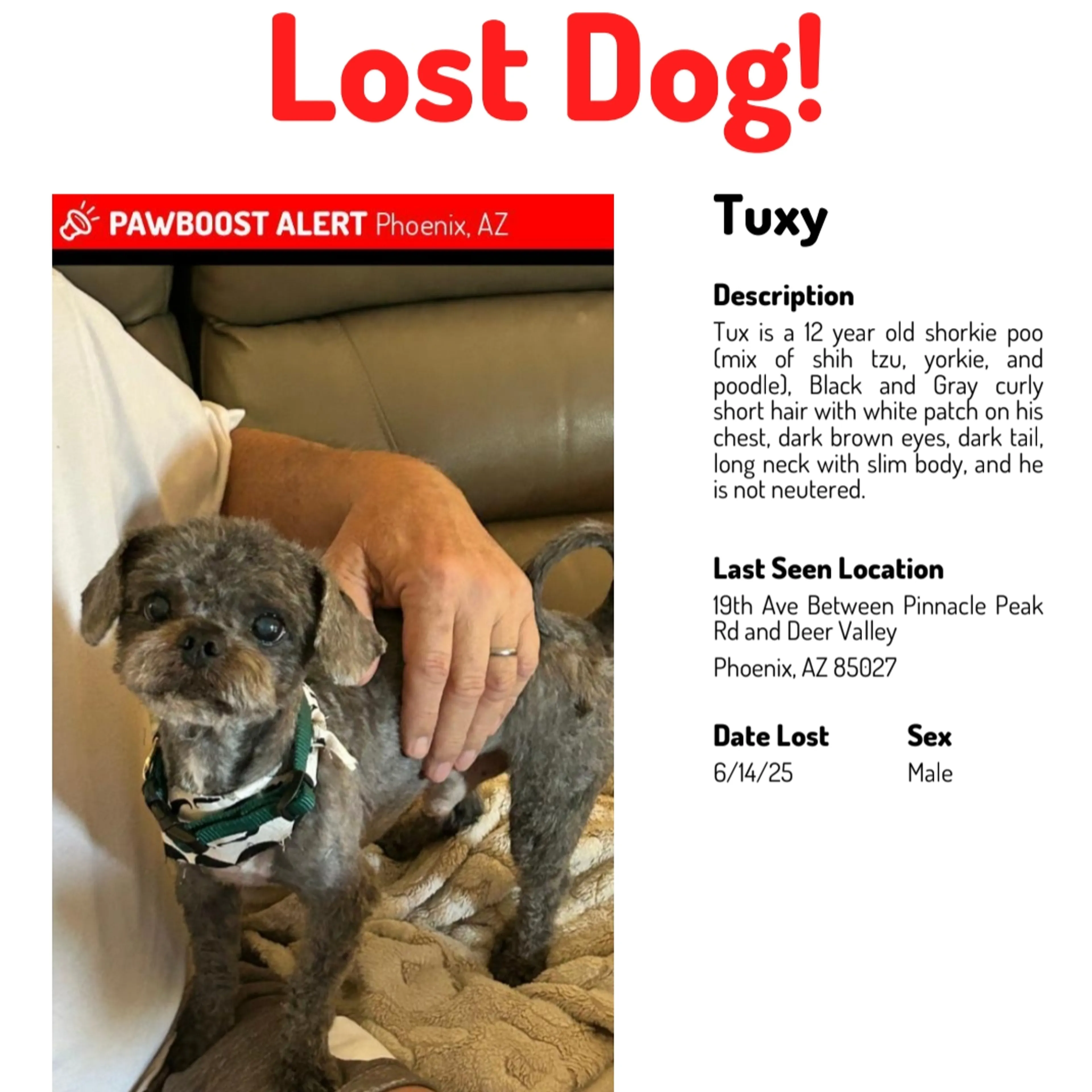 Lost pet-1