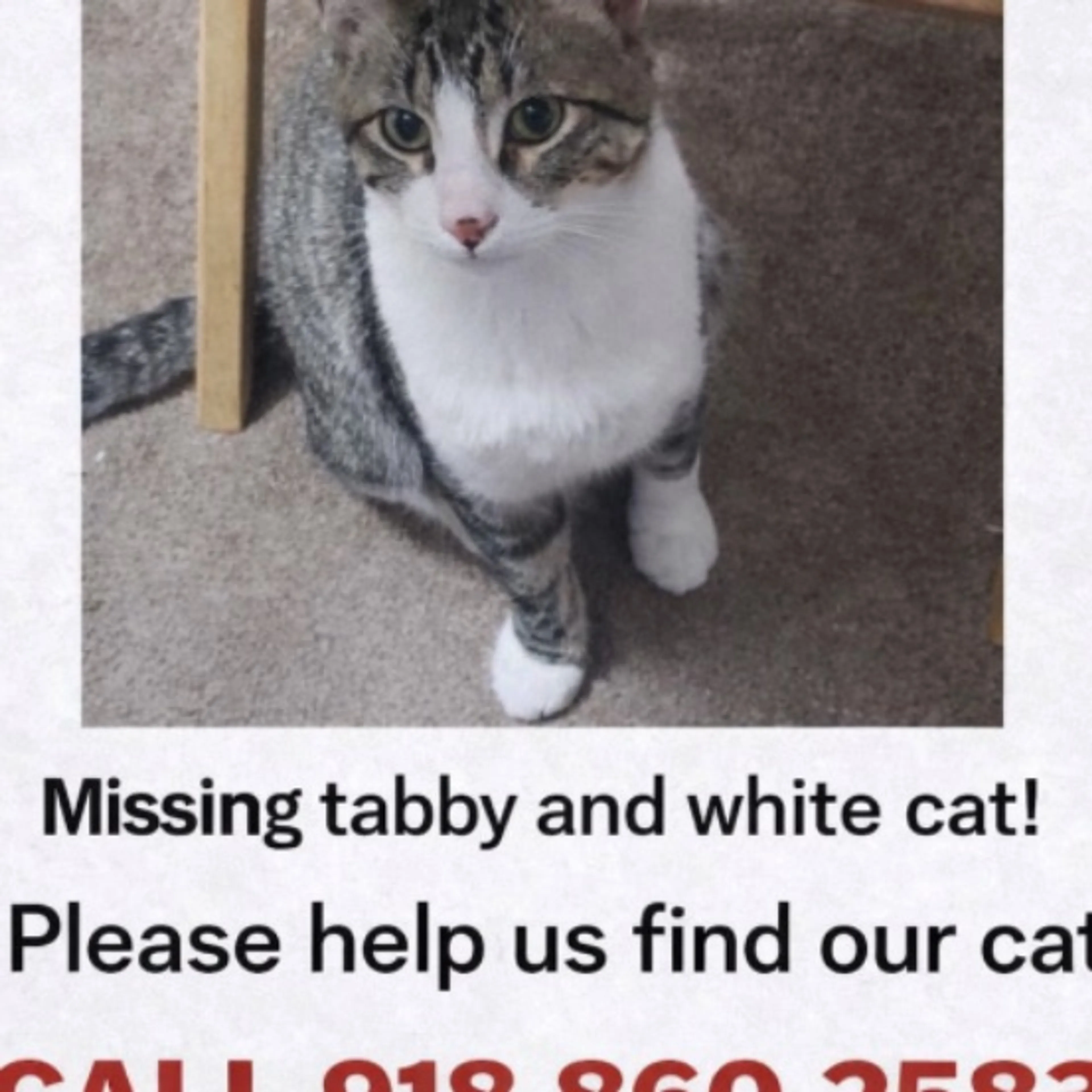 Lost pet