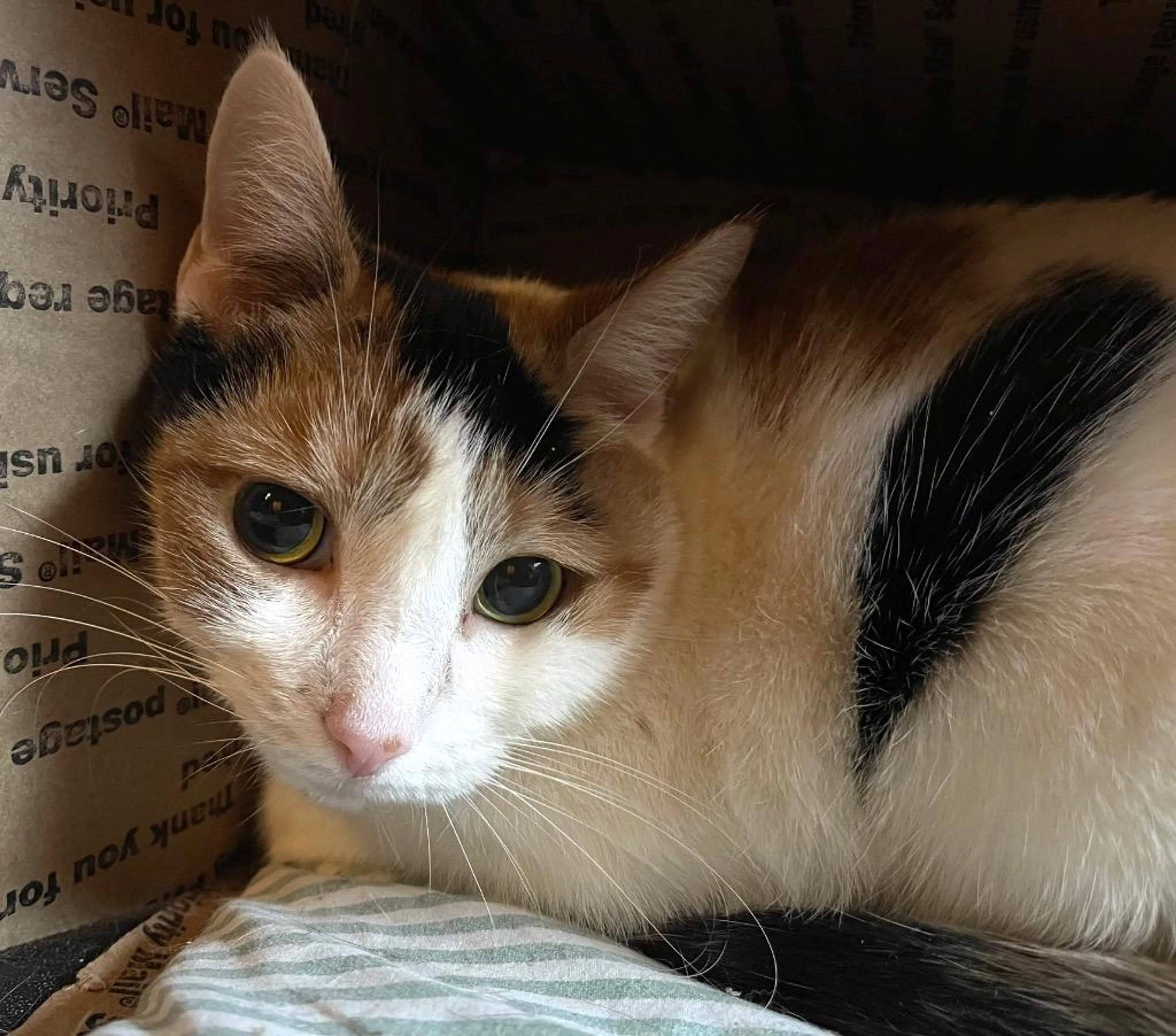 Found pet-3