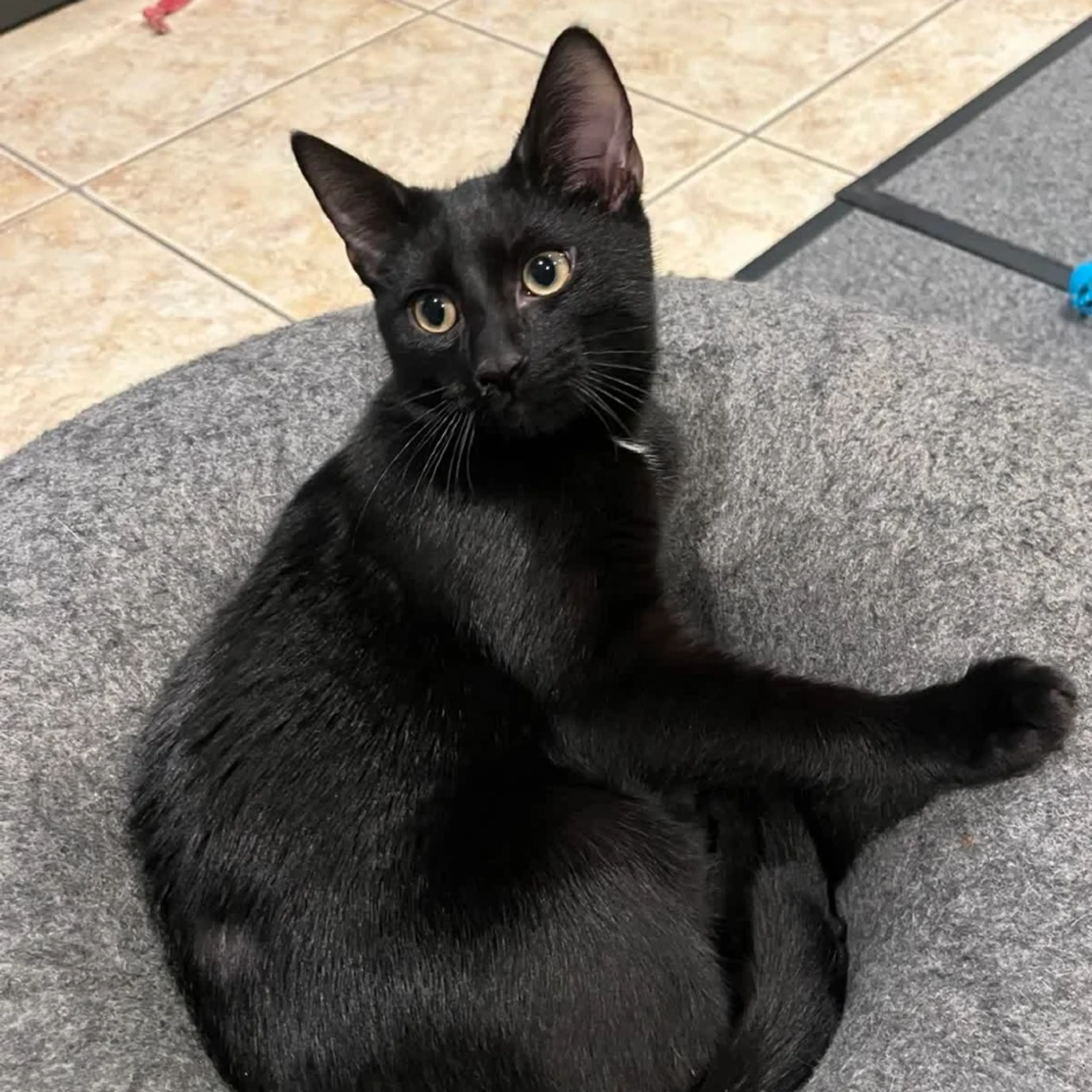 Found pet-3