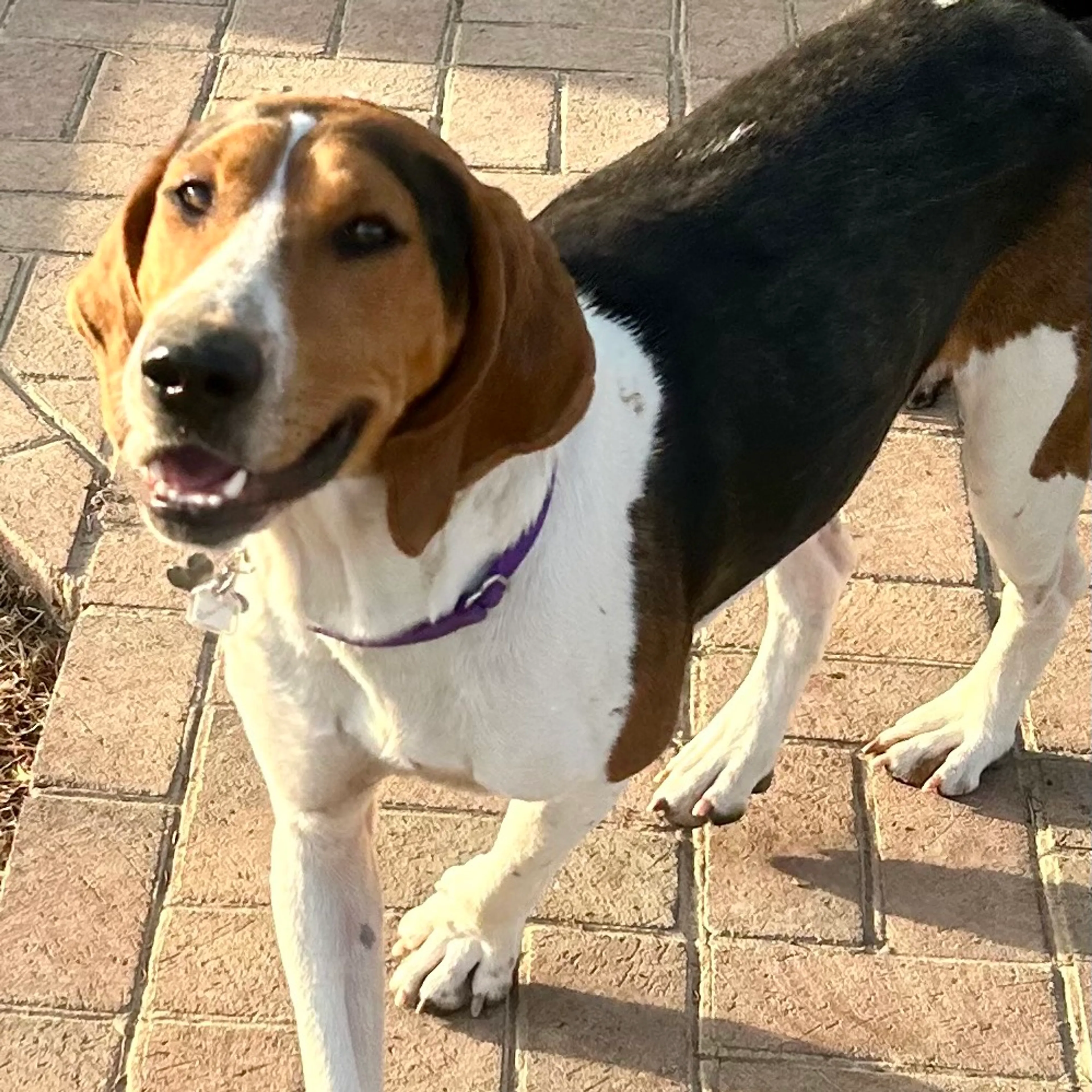 Found pet-7