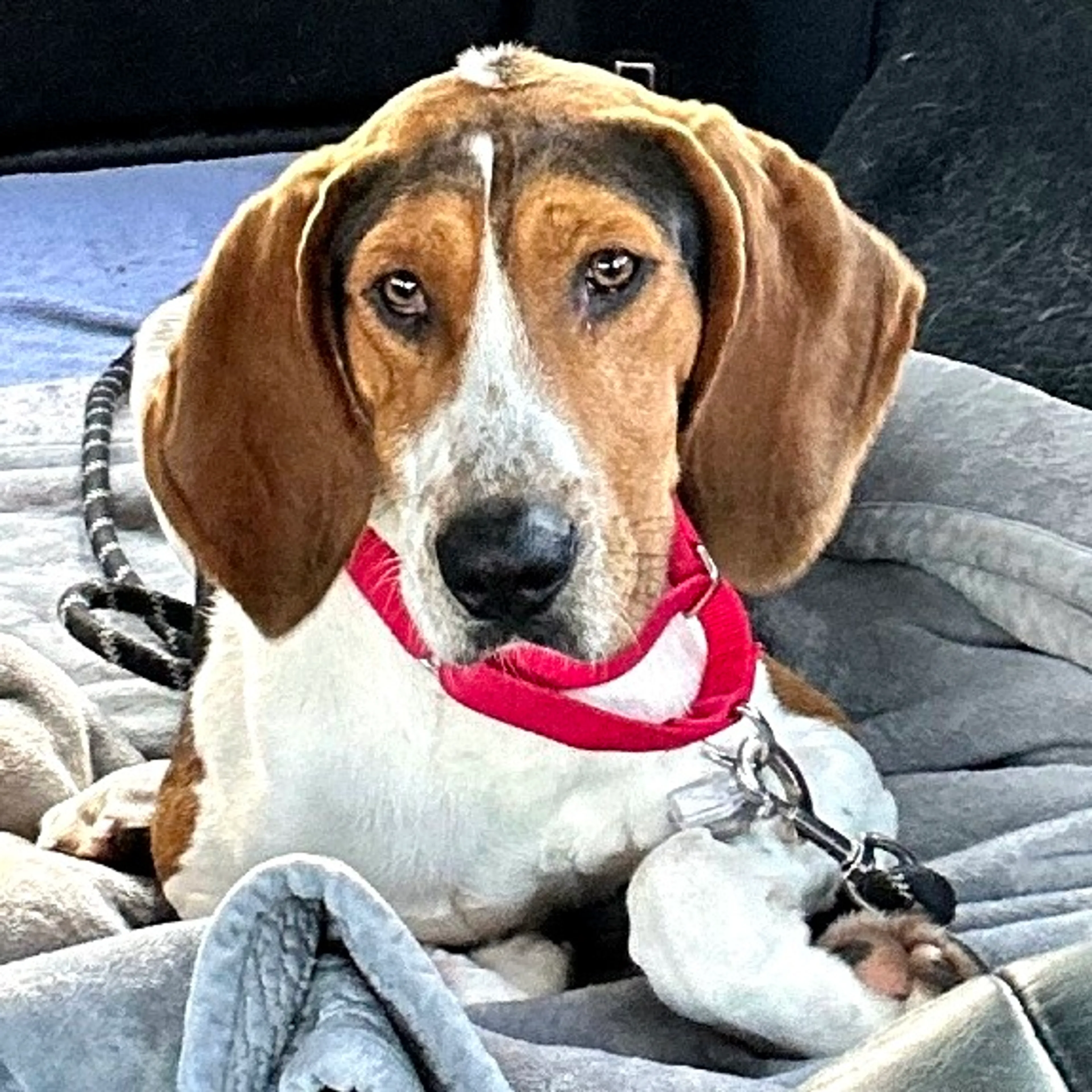 Found pet-5