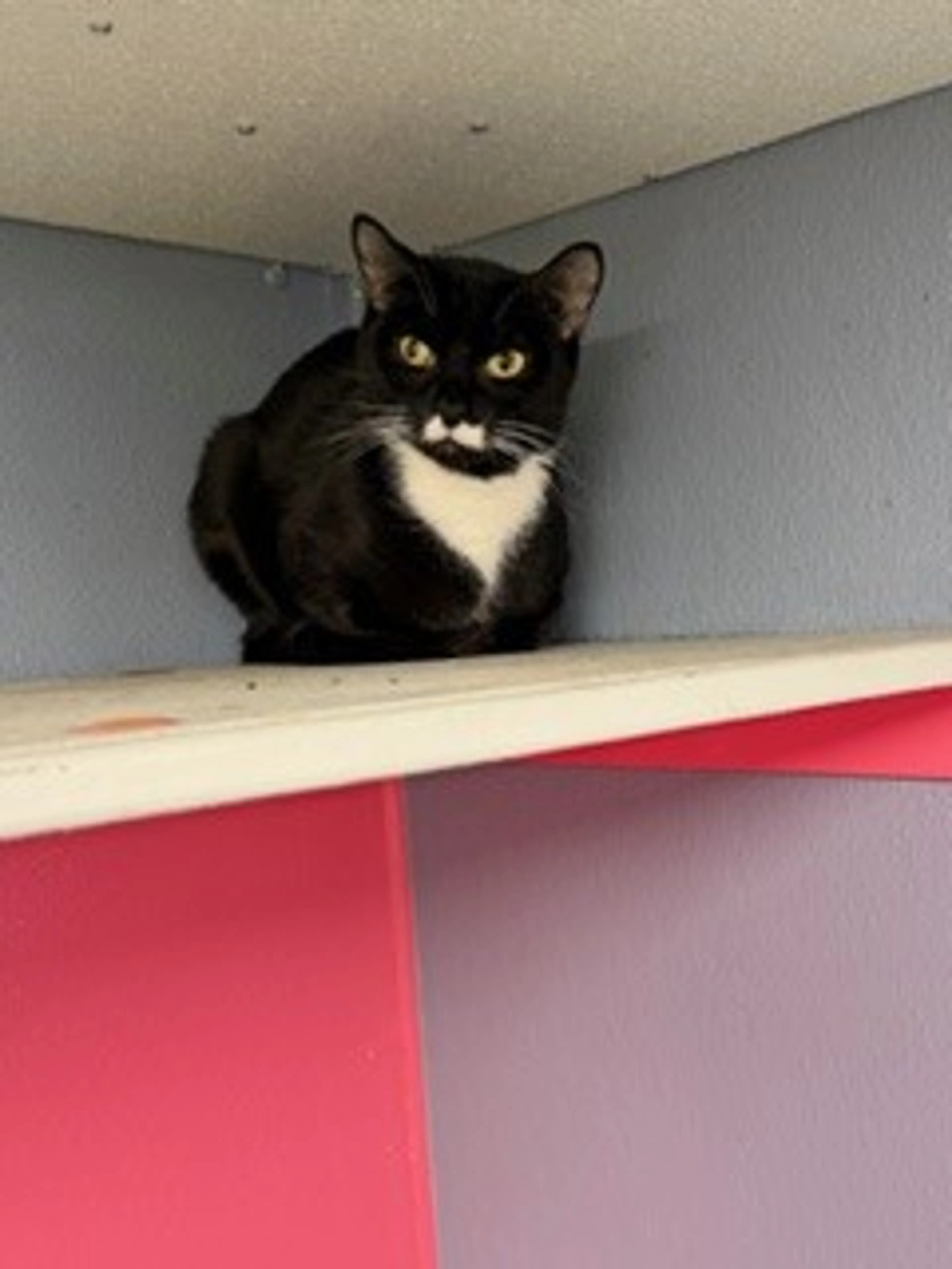 Found pet