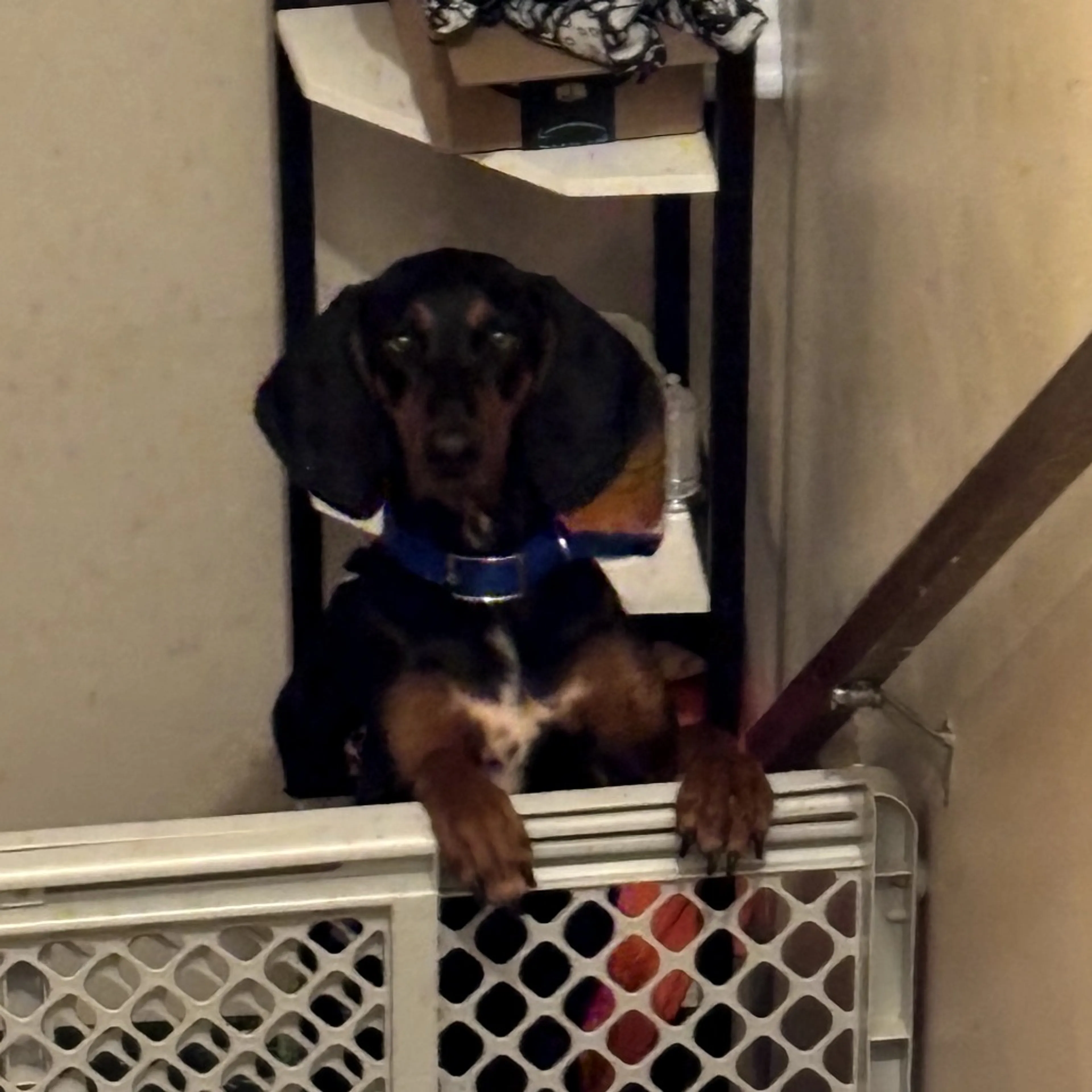 Found pet-3