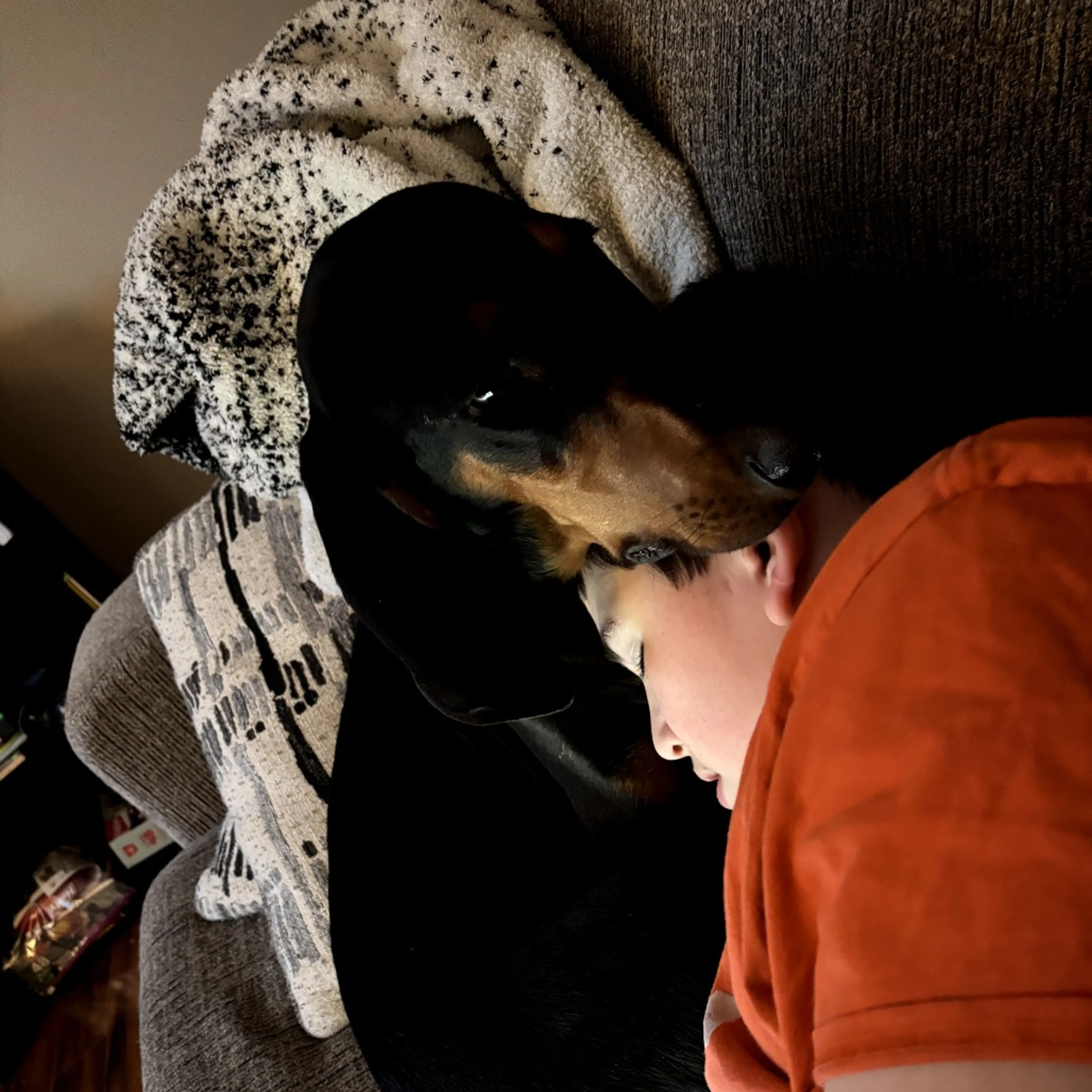 Found pet-6