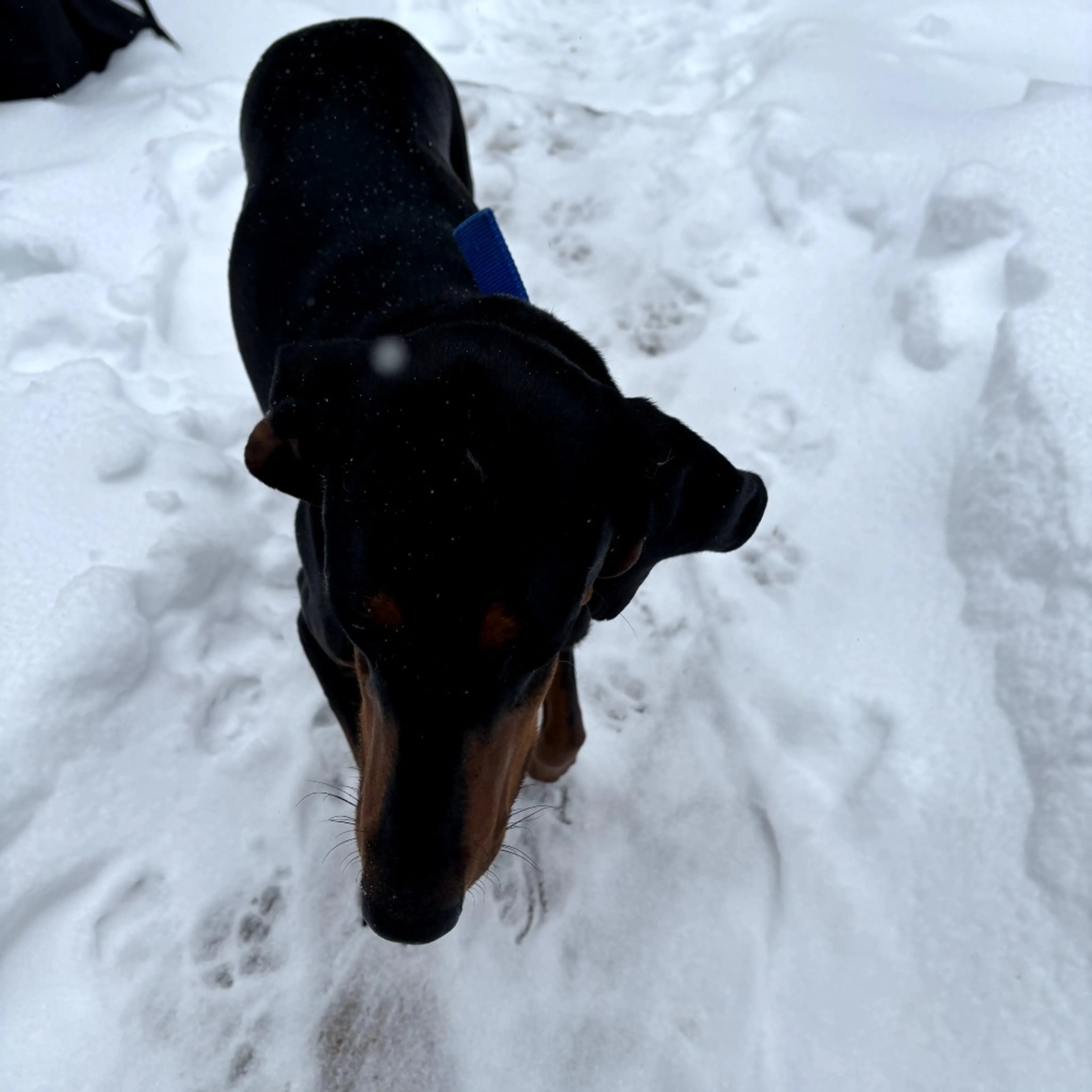 Found pet-2