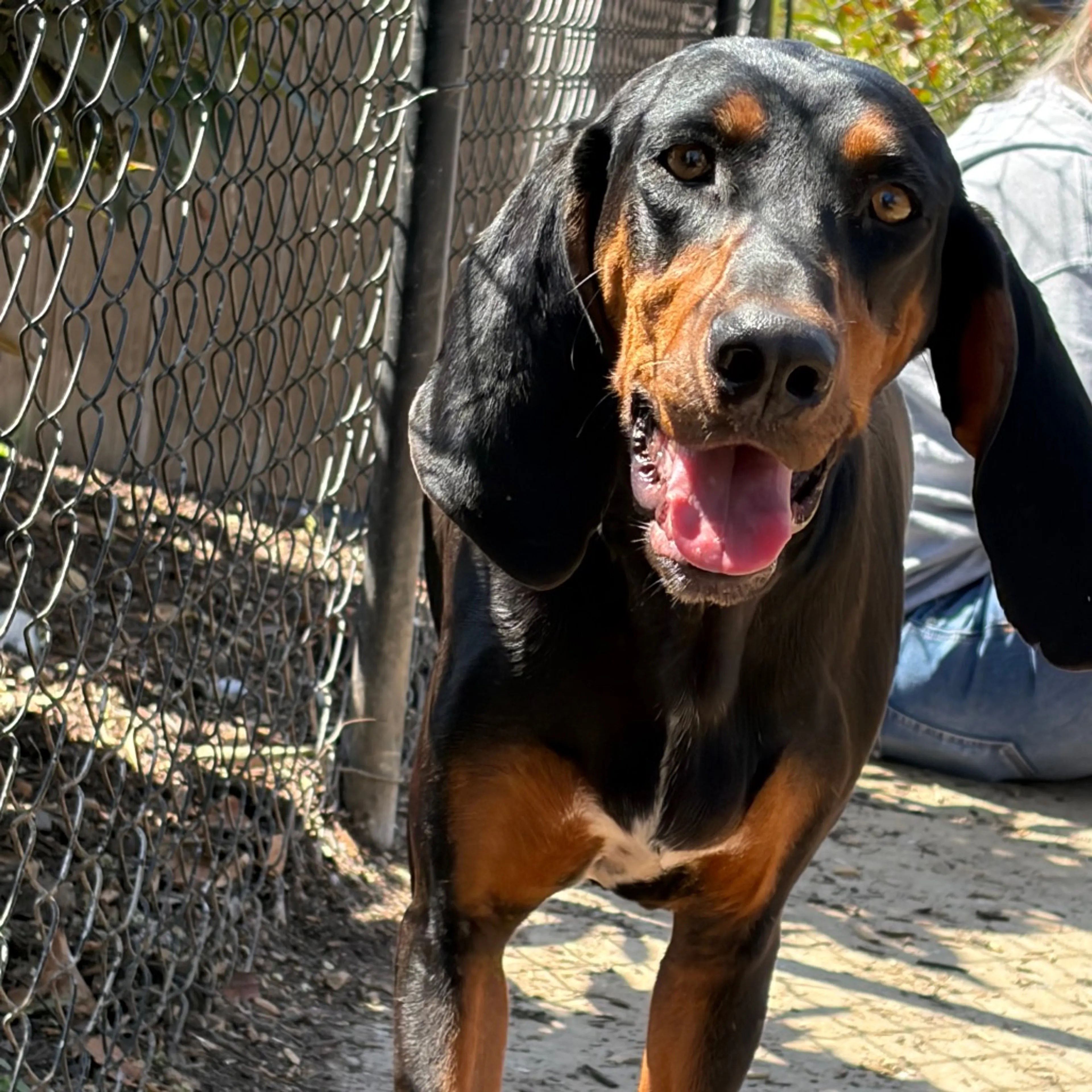 Found pet-8