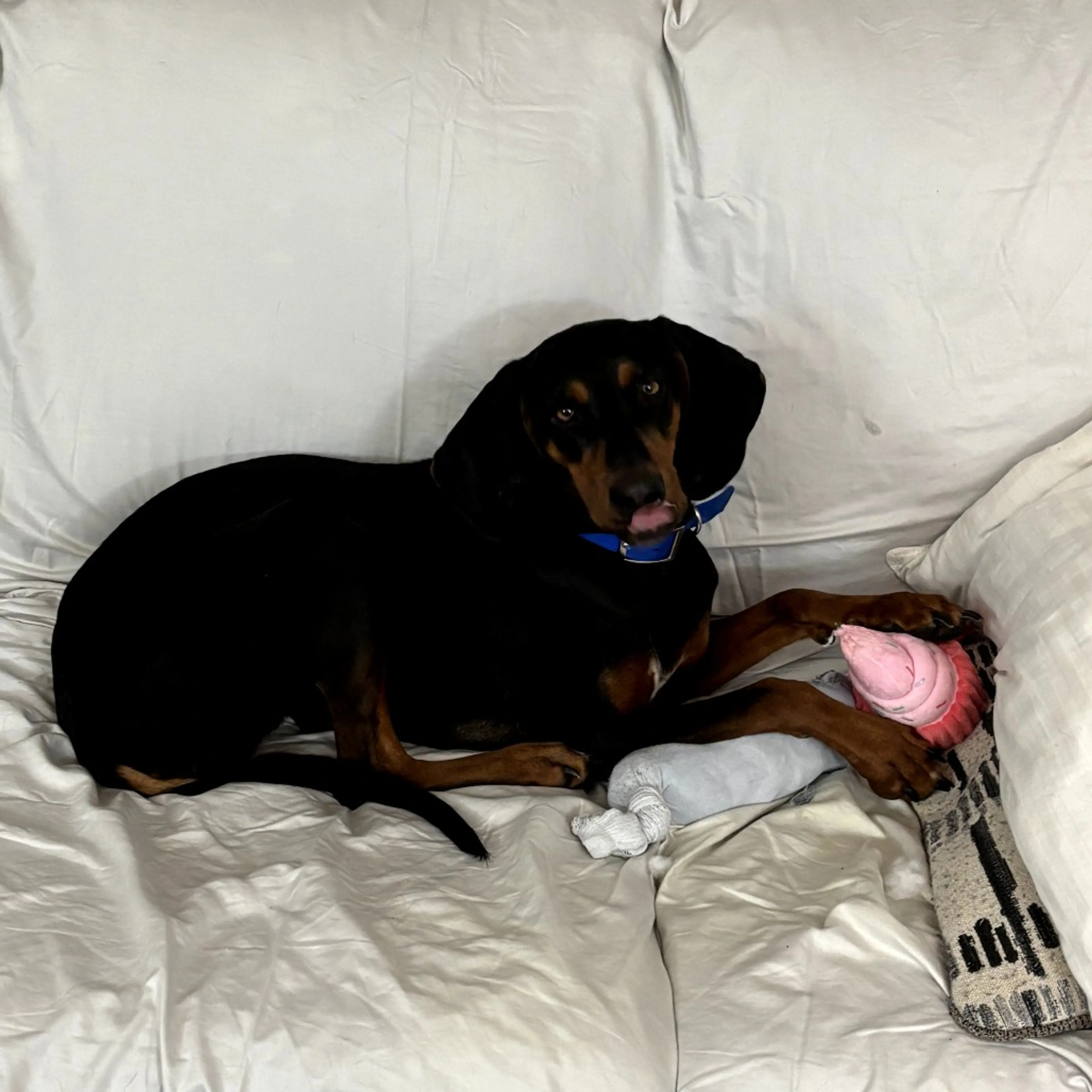 Found pet-1