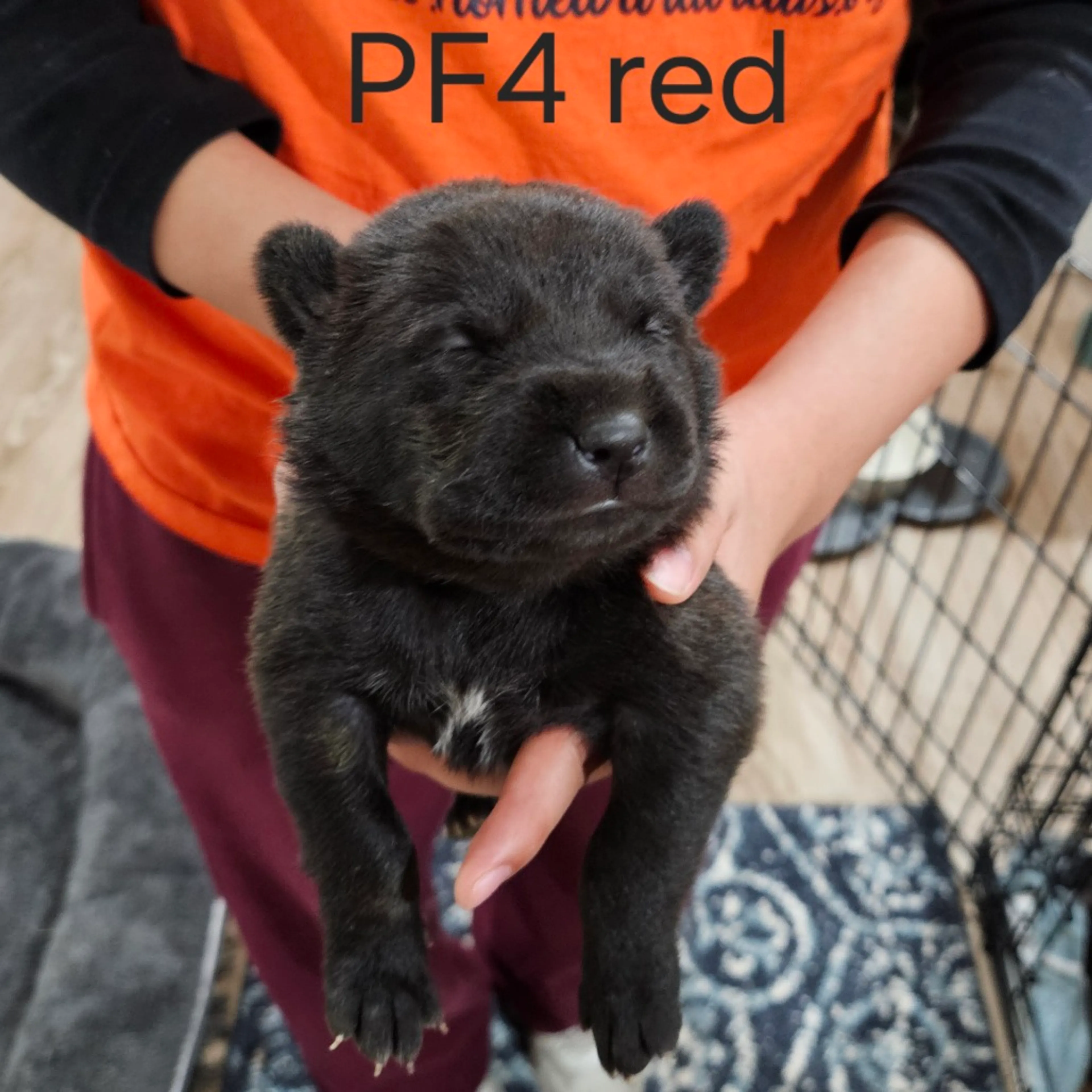 Found pet-1
