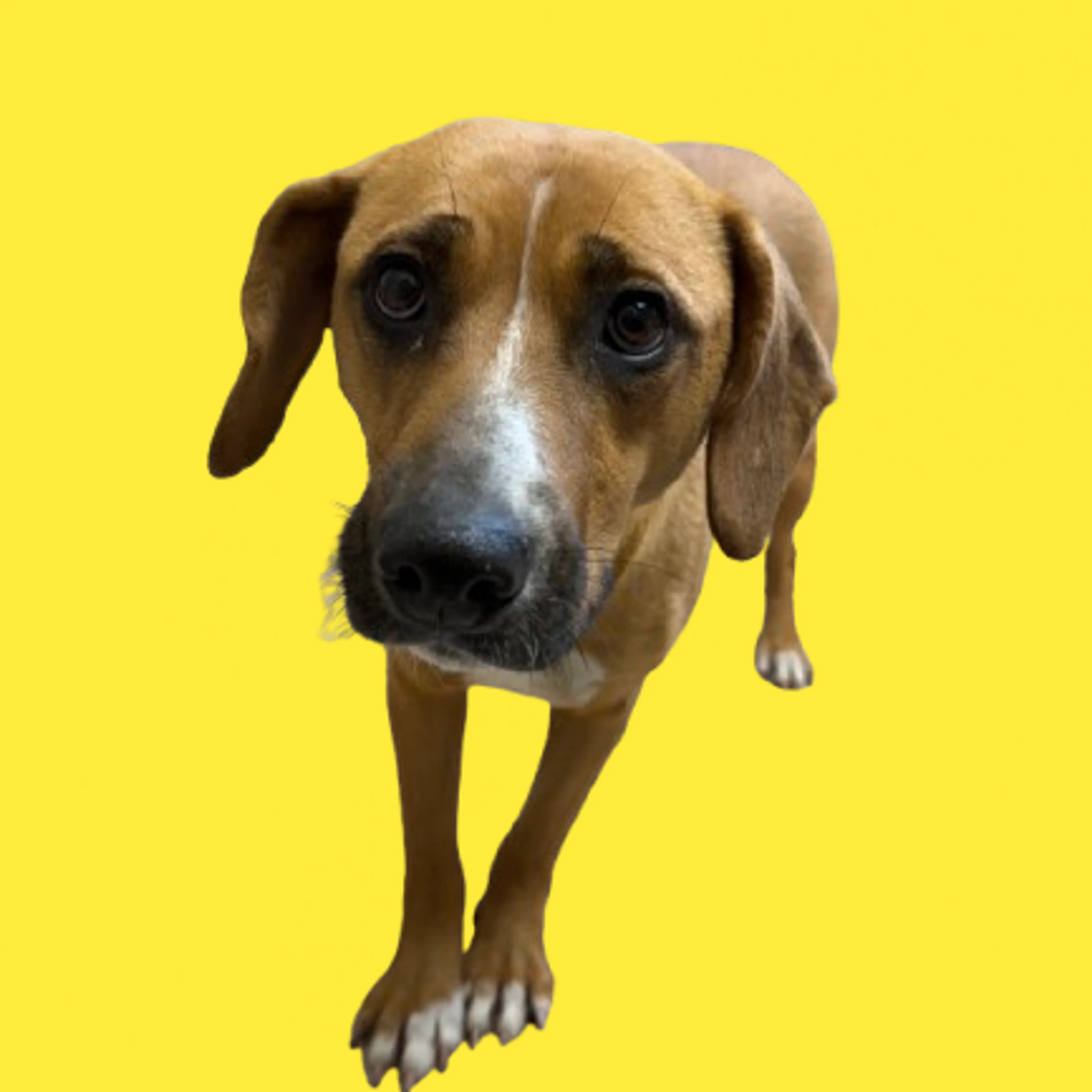 Found pet-1