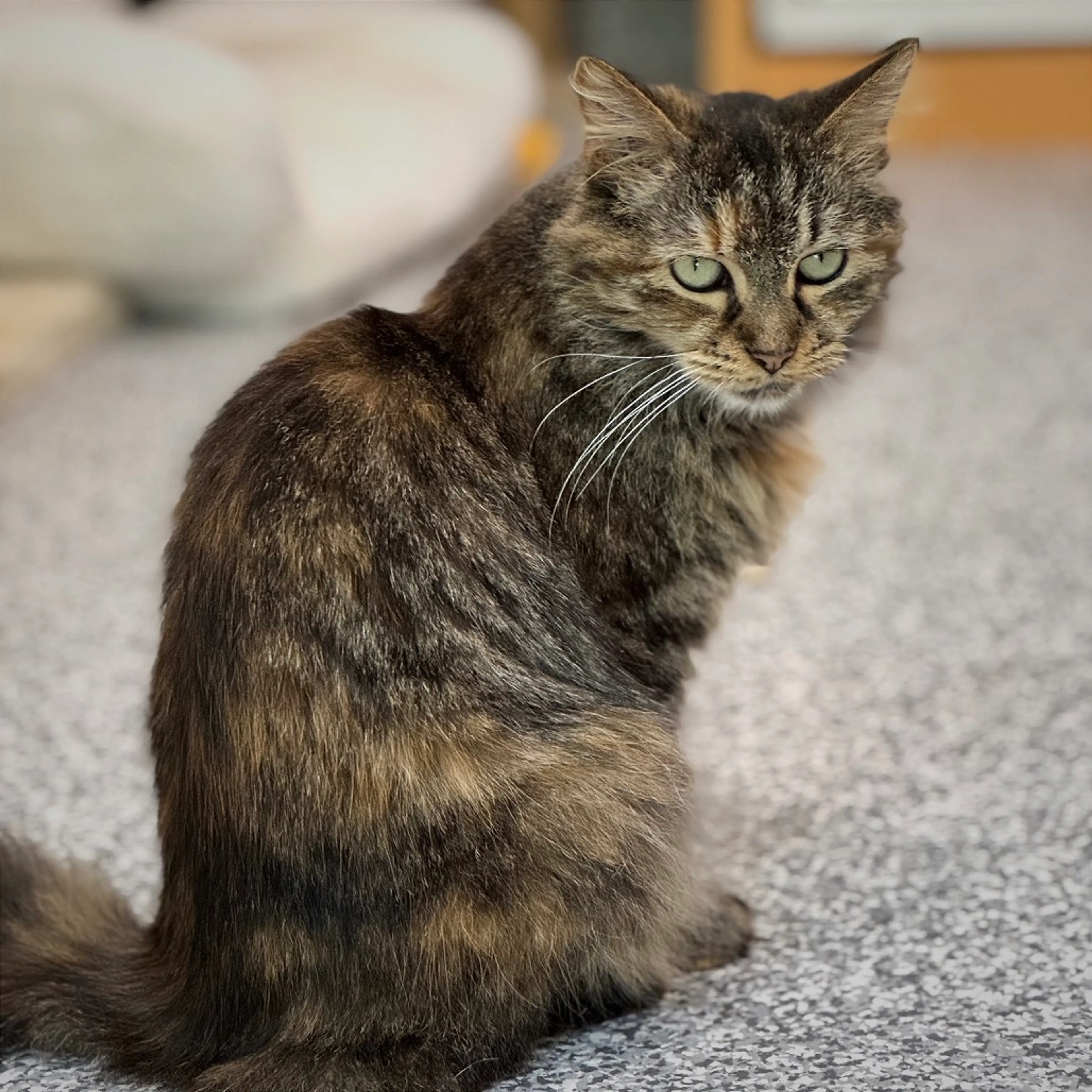 Found pet
