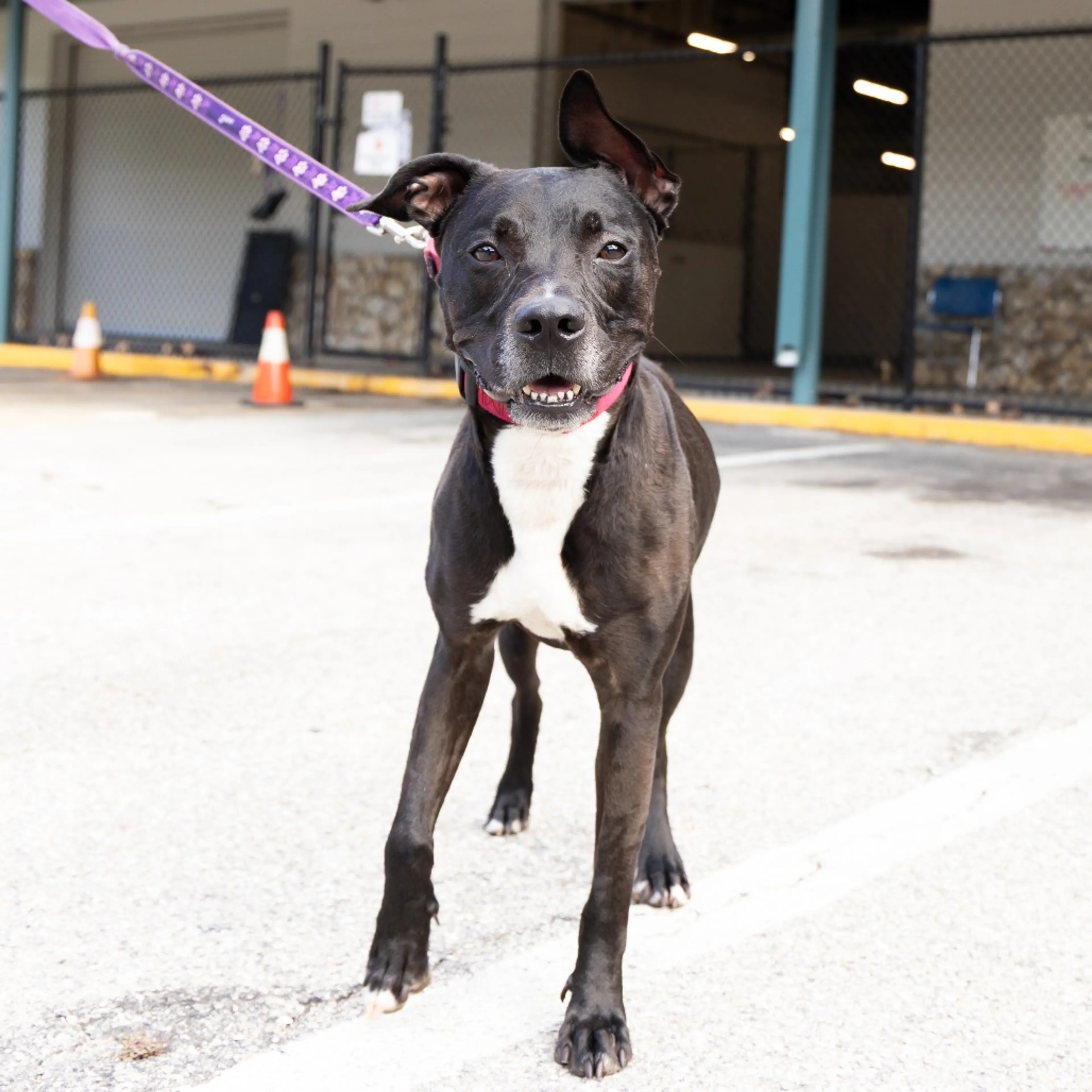 cdn image
