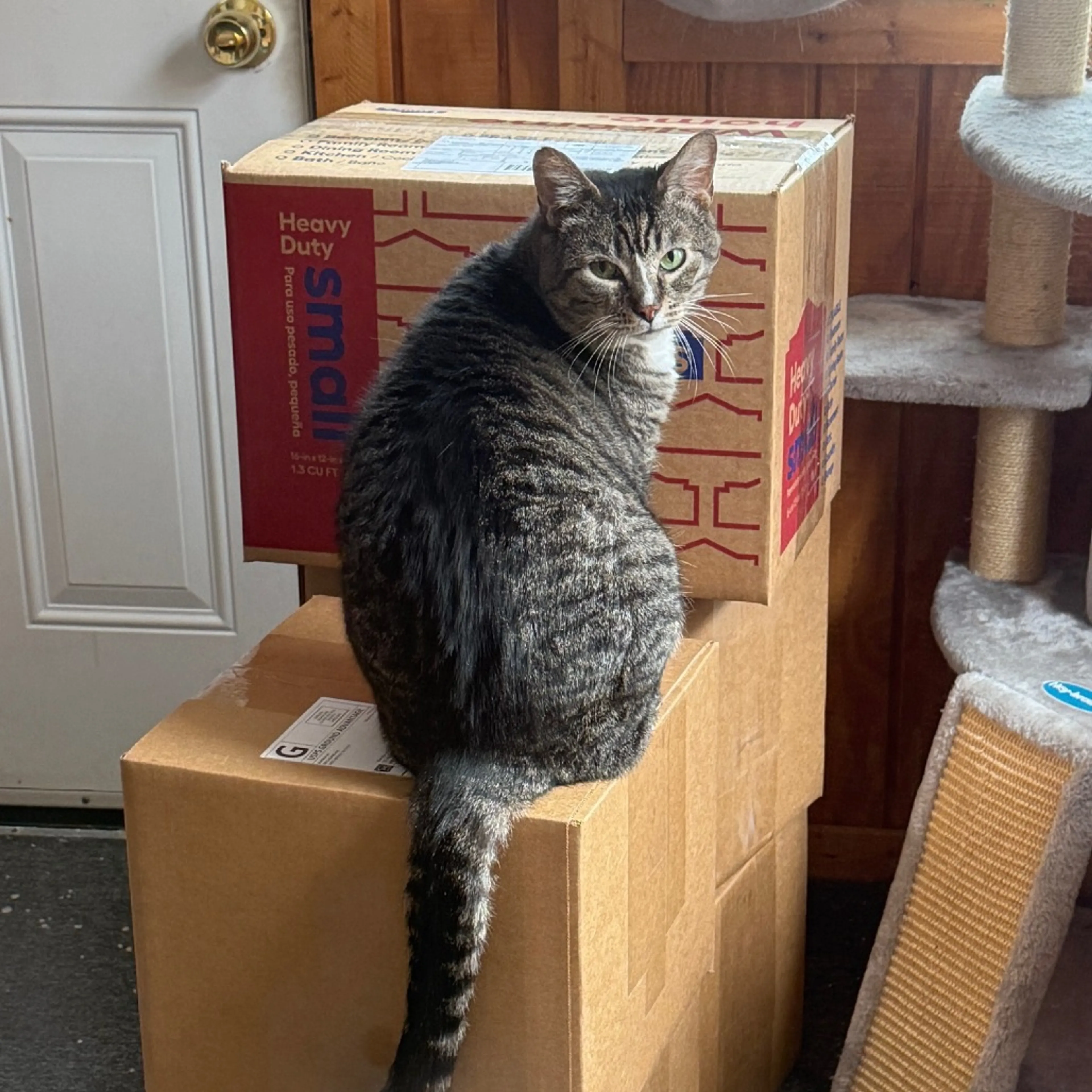 Found pet-1