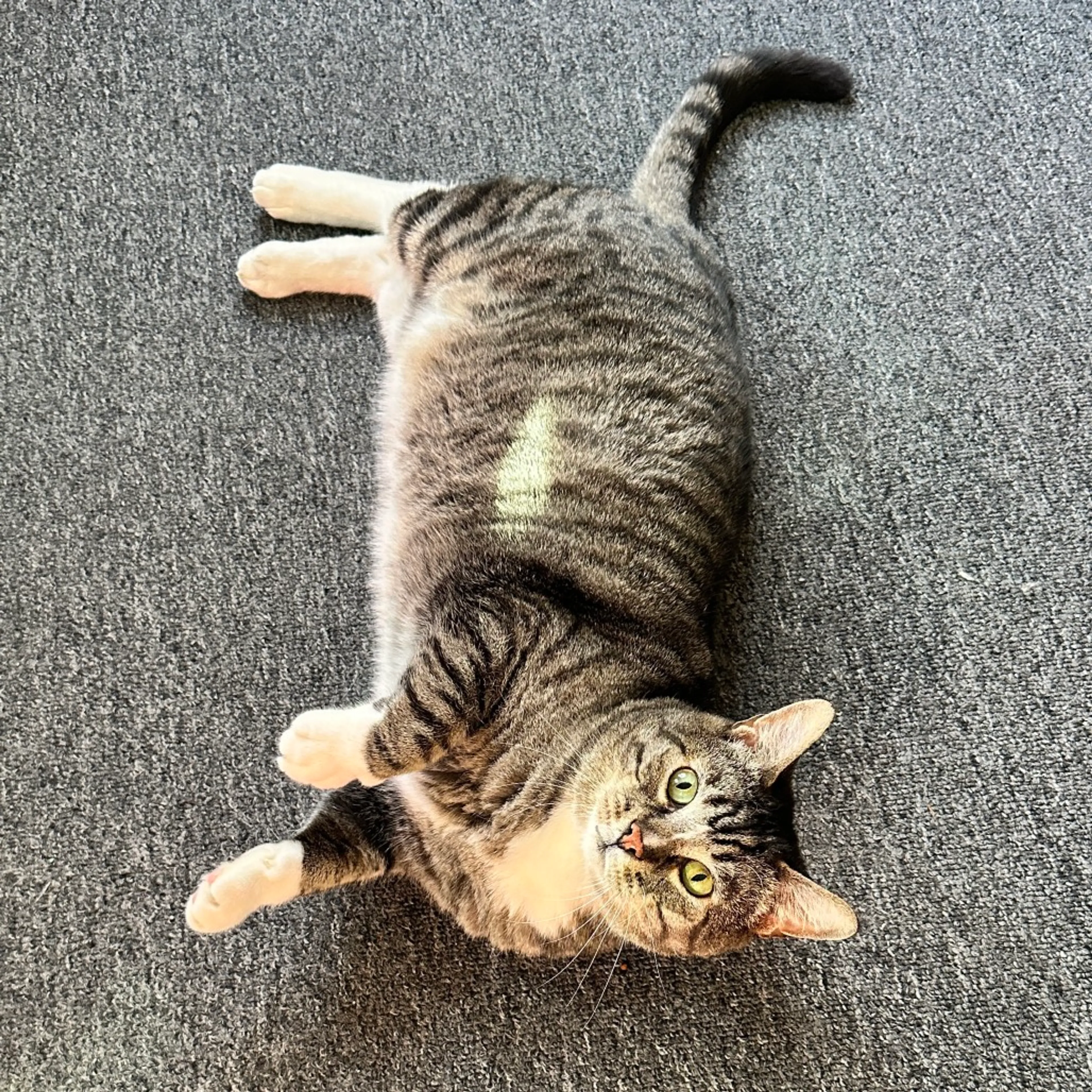 Found pet-4