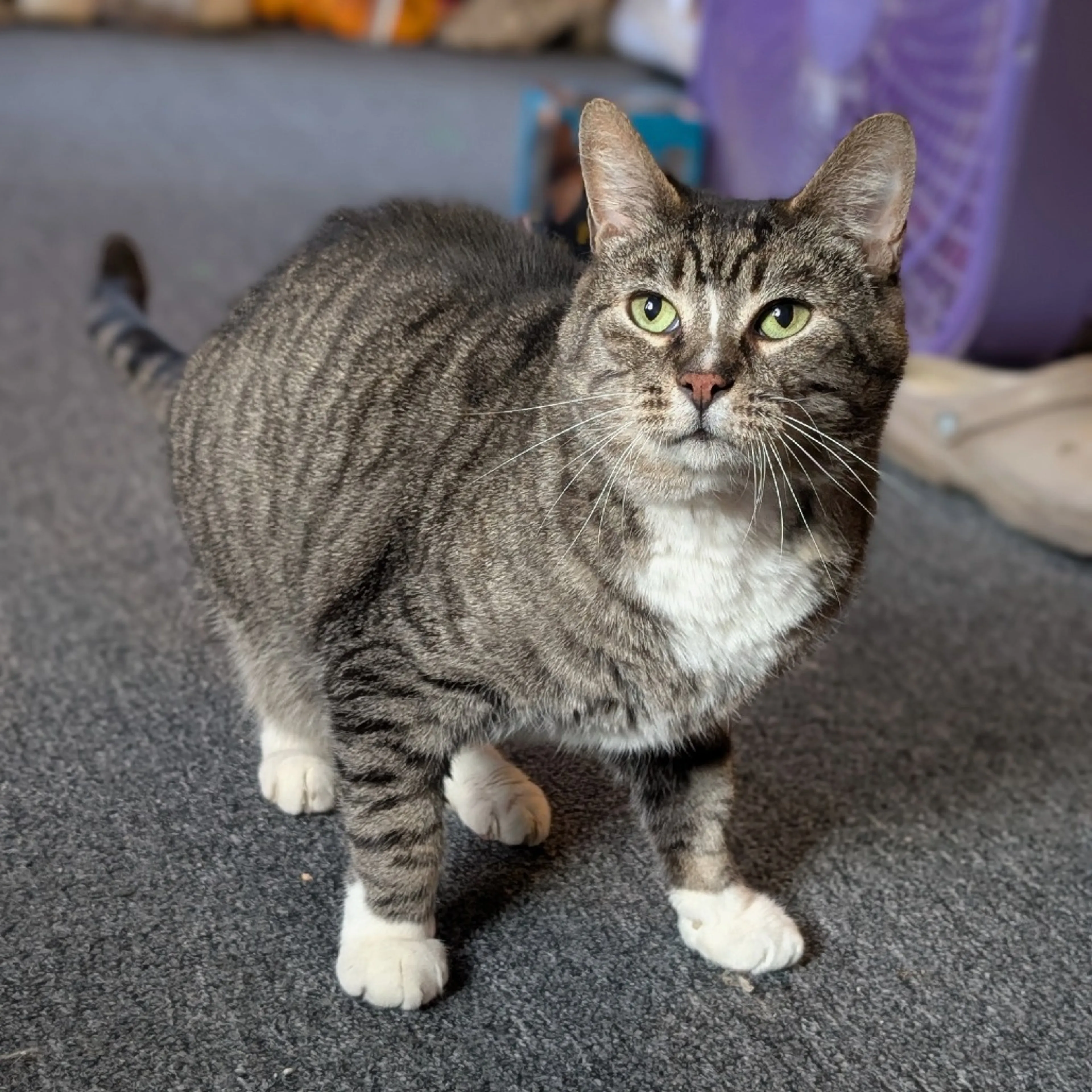 Found pet-2