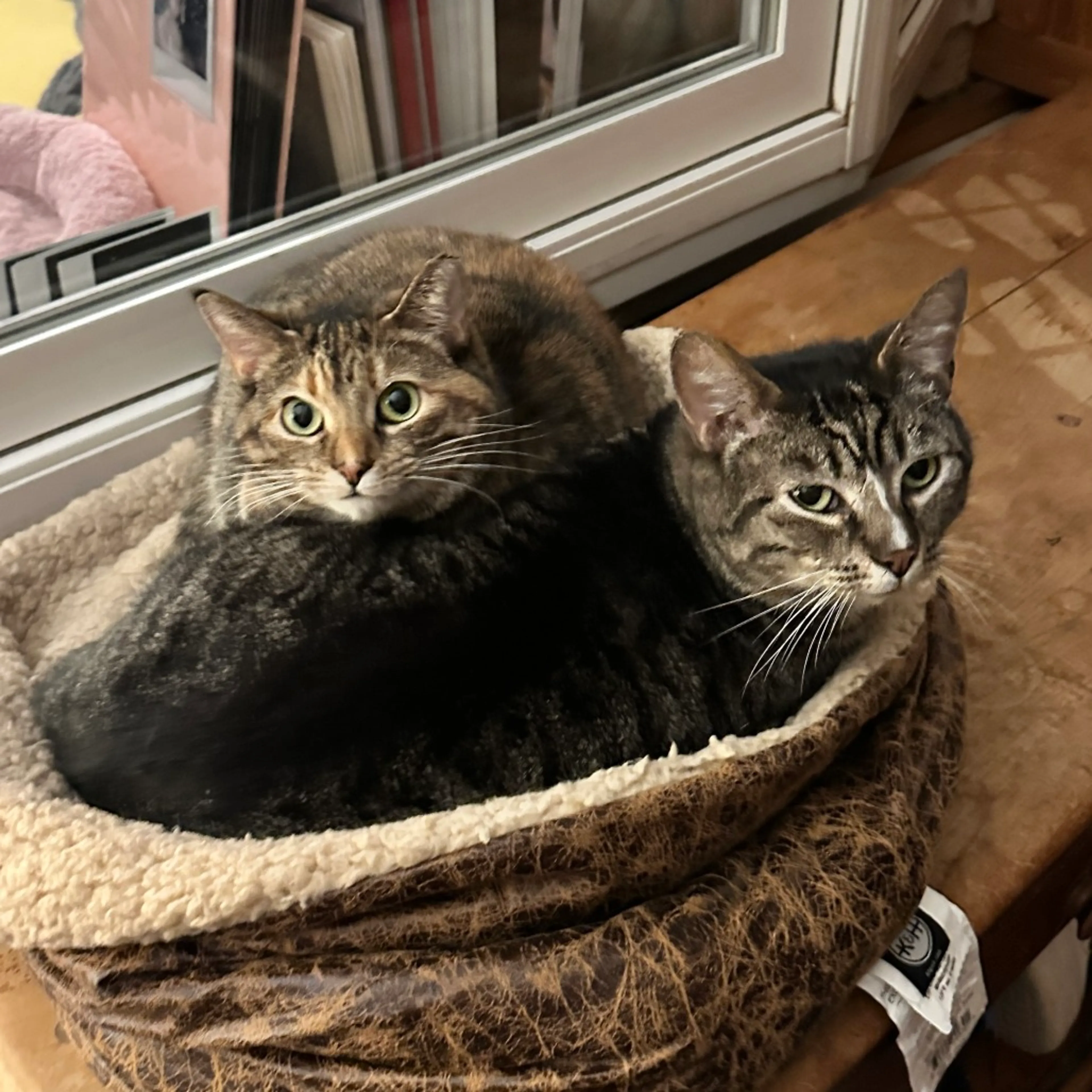 Found pet-5